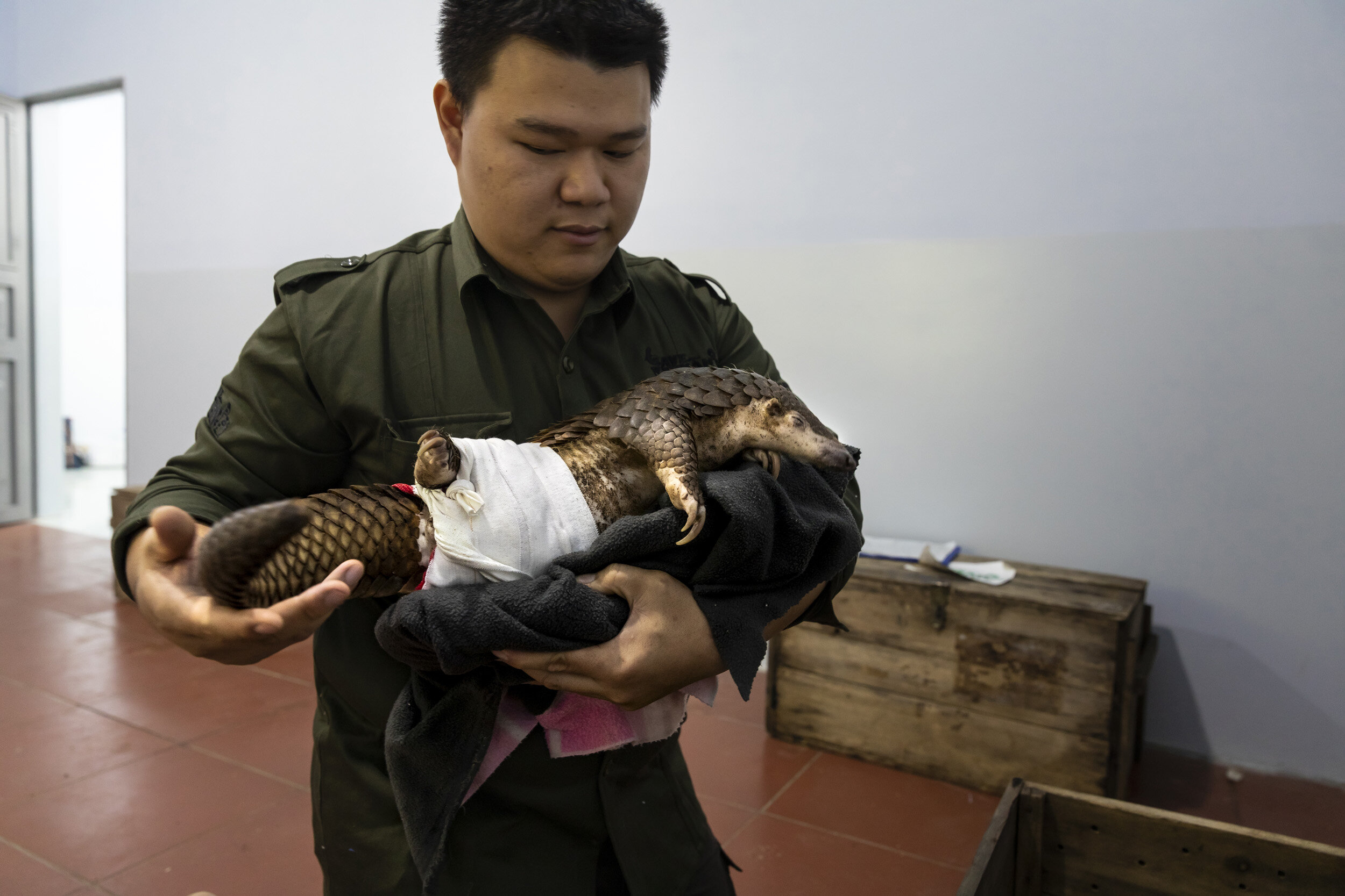 CUC PHUONG, VIETNAM, 2 NOVEMBER 2018: Save Vietnam’s Wildlife veterinarian Lam Kim Hai works on a rescued trafficked pangolin that had it’s hind leg severely damaged in a poachers snare. He had to amputate the leg as a result. SVW was founded in 201