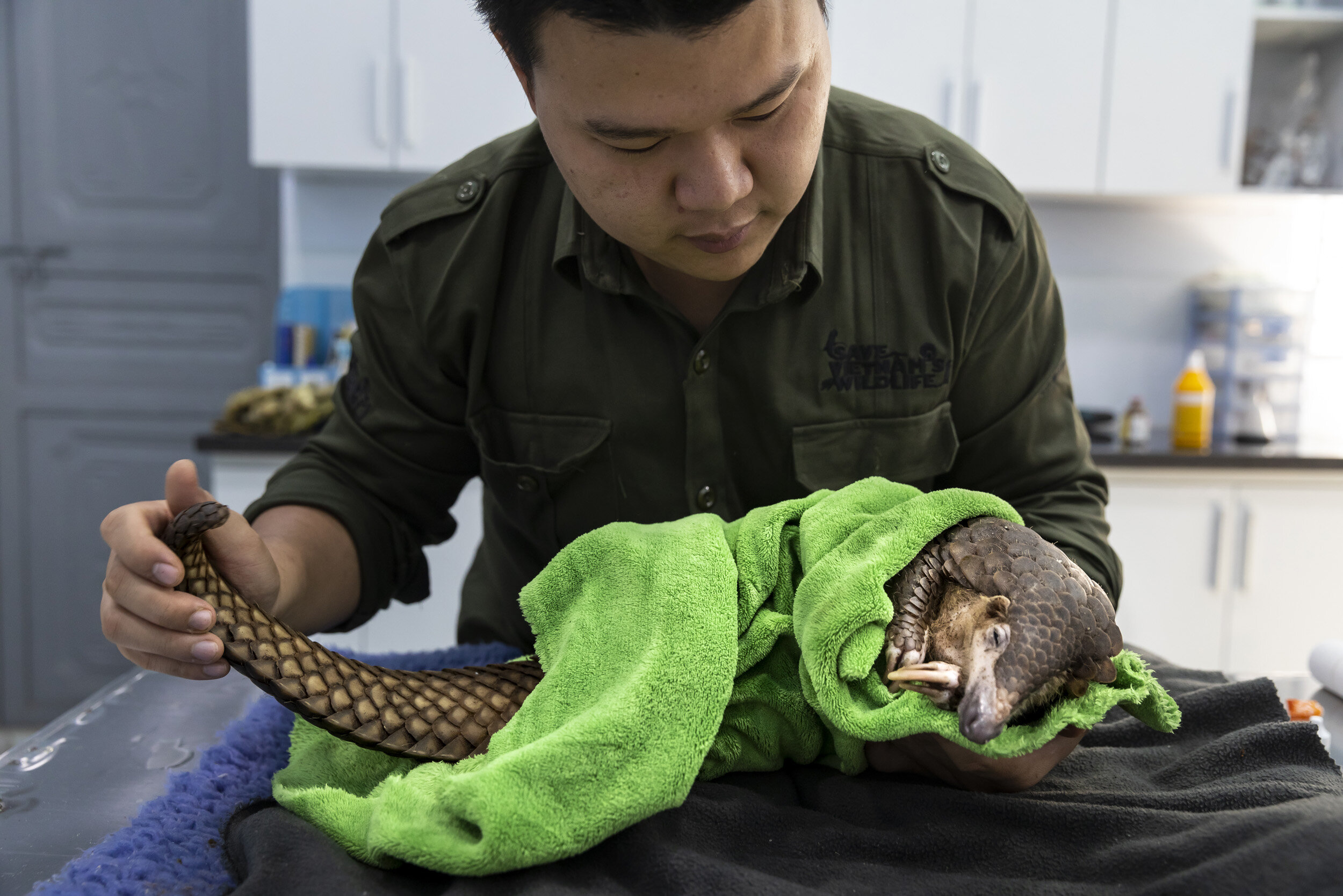CUC PHUONG, VIETNAM, 2 NOVEMBER 2018: Save Vietnam’s Wildlife veterinarian Lam Kim Hai works on a rescued trafficked pangolin that had it’s hind leg severely damaged in a poachers snare. He had to amputate the leg as a result. SVW was founded in 201