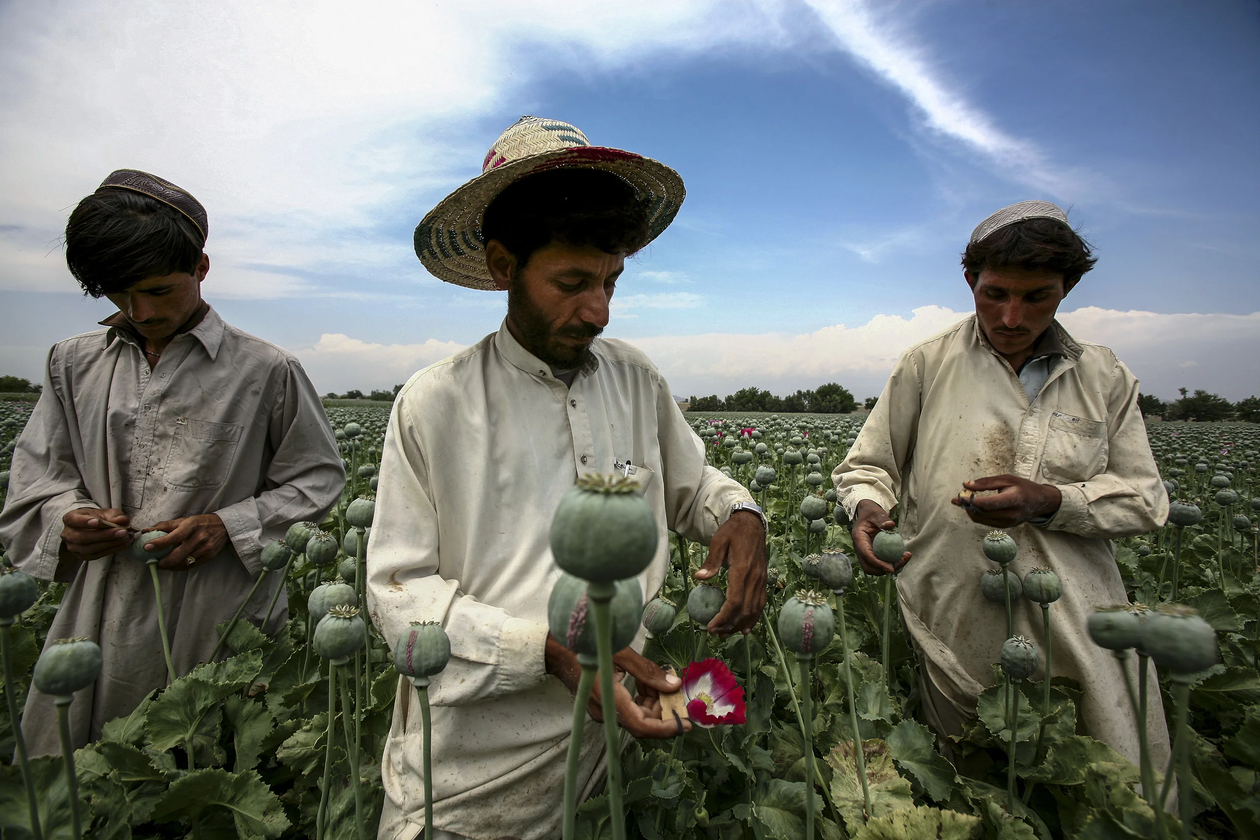 JALALABAD, AFGHANISTAN-APRIL 2007: Images from illegal opium producing poppy farms an hours travel outside of Jalalabad, Afghanistan, 19 April 2007. Afghanistan currently produces over 90% of the world's illegal opium and the industry accounts for