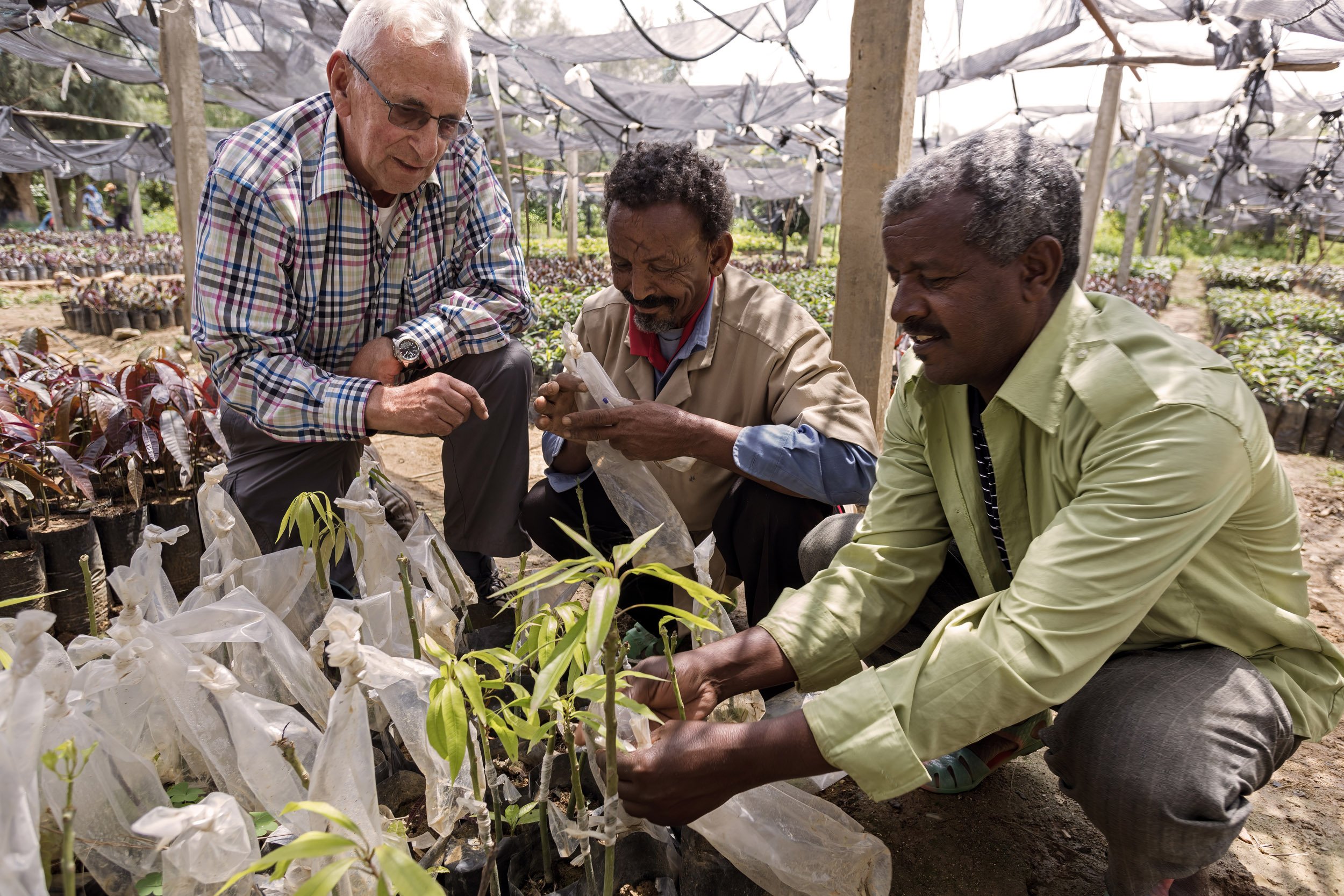 ADUA, TIGRAY, ETHIOPIA, 22 JULY 2017: A tree nursery run by Green Ethiopia which produces fruit trees for oranges, lemons, avocados, apples and other fruit. This nursery conducts education programs for farmers and also experiments with vegetable pro