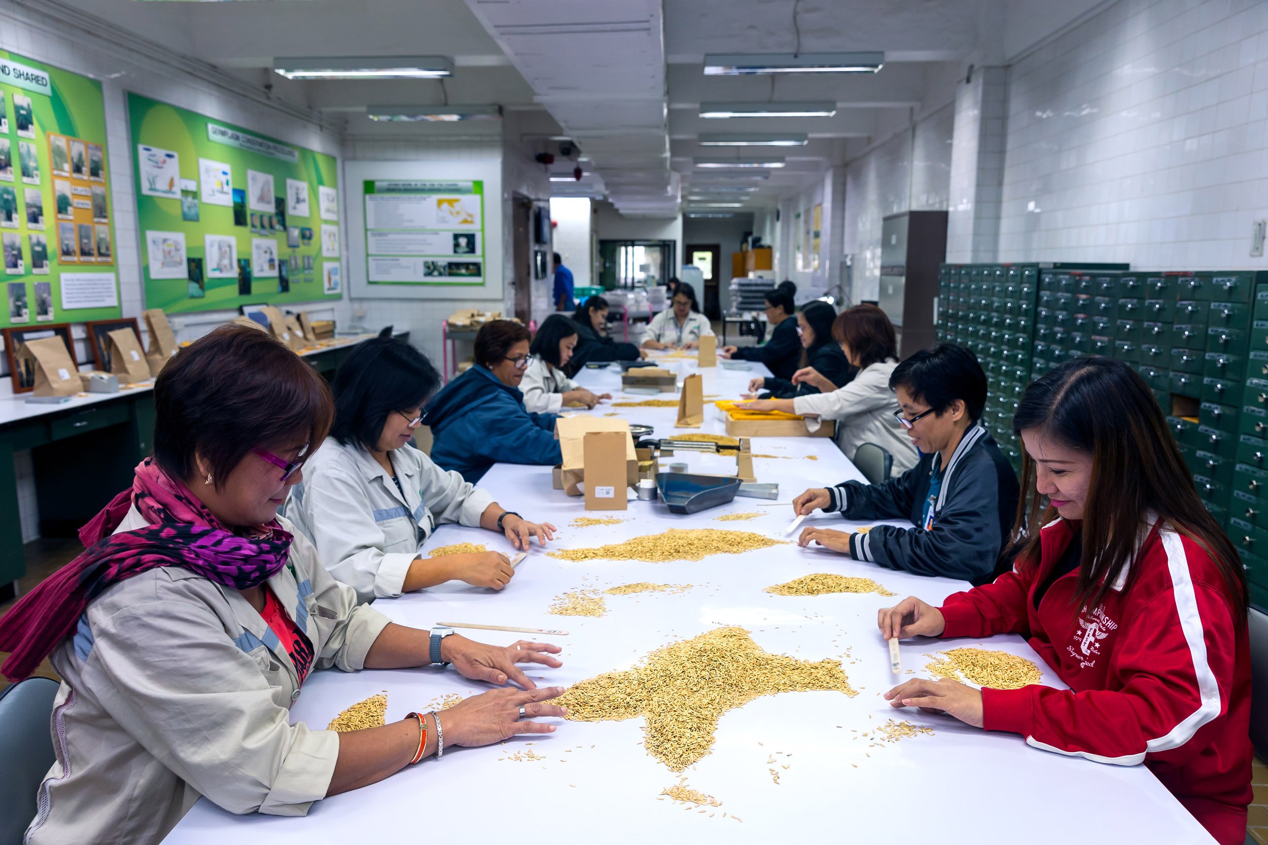 IRRI, LOS BANOS, PHILIPPINES, 9 AUGUST 2016: Workers enact quality control over specially produced rice for archiving and distribution at the International Rice Research Institute. IRRI is the world’s premier research organization dedicated to reduc