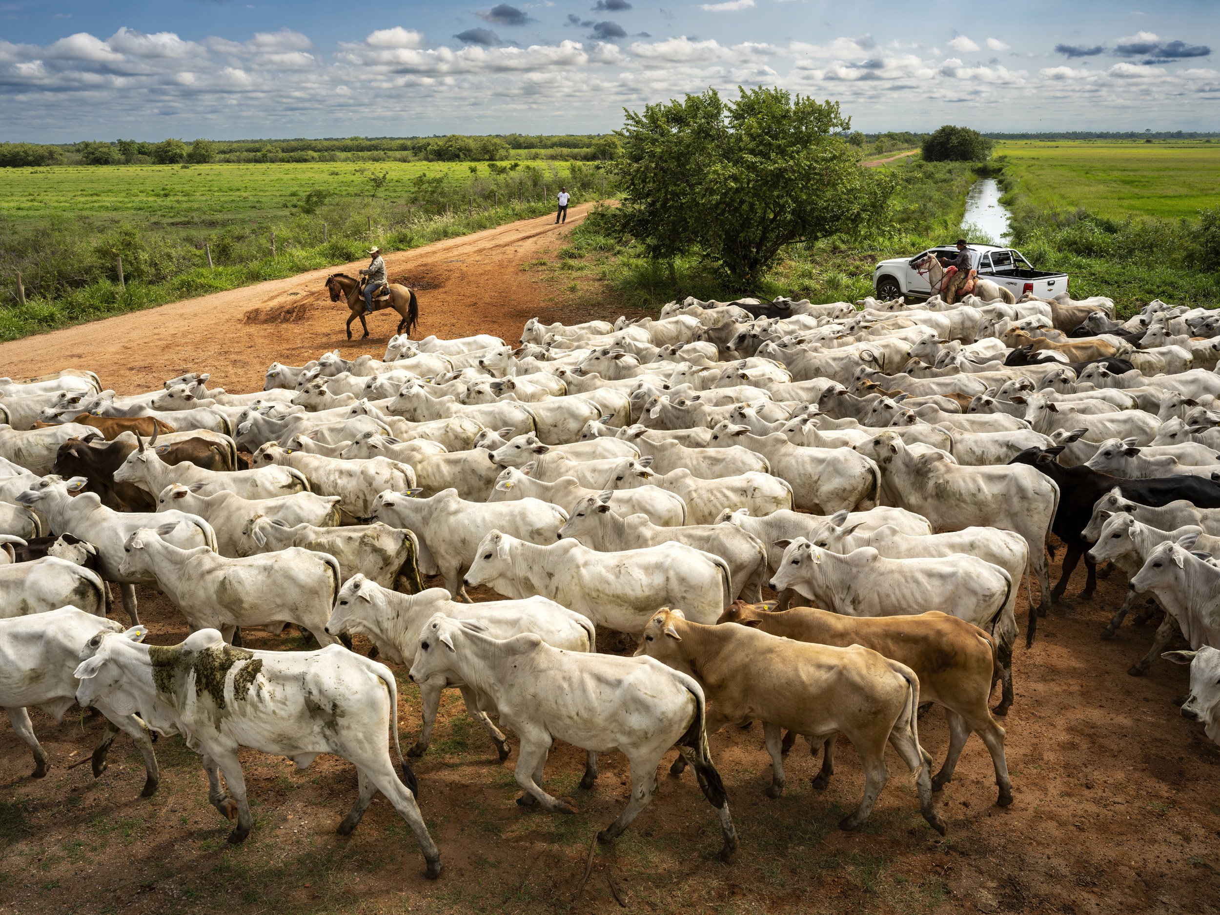 SAN FRANSCISCO FAZENDA, MIRANDA, MATTO GROSSO DU SUL, BRAZIL: Cowboys work to manouvere cattle into a large enclosure after driving them from lower ground to higher ground. Cattle ranching is an ancient practise in the Pantanal. The cattle are us