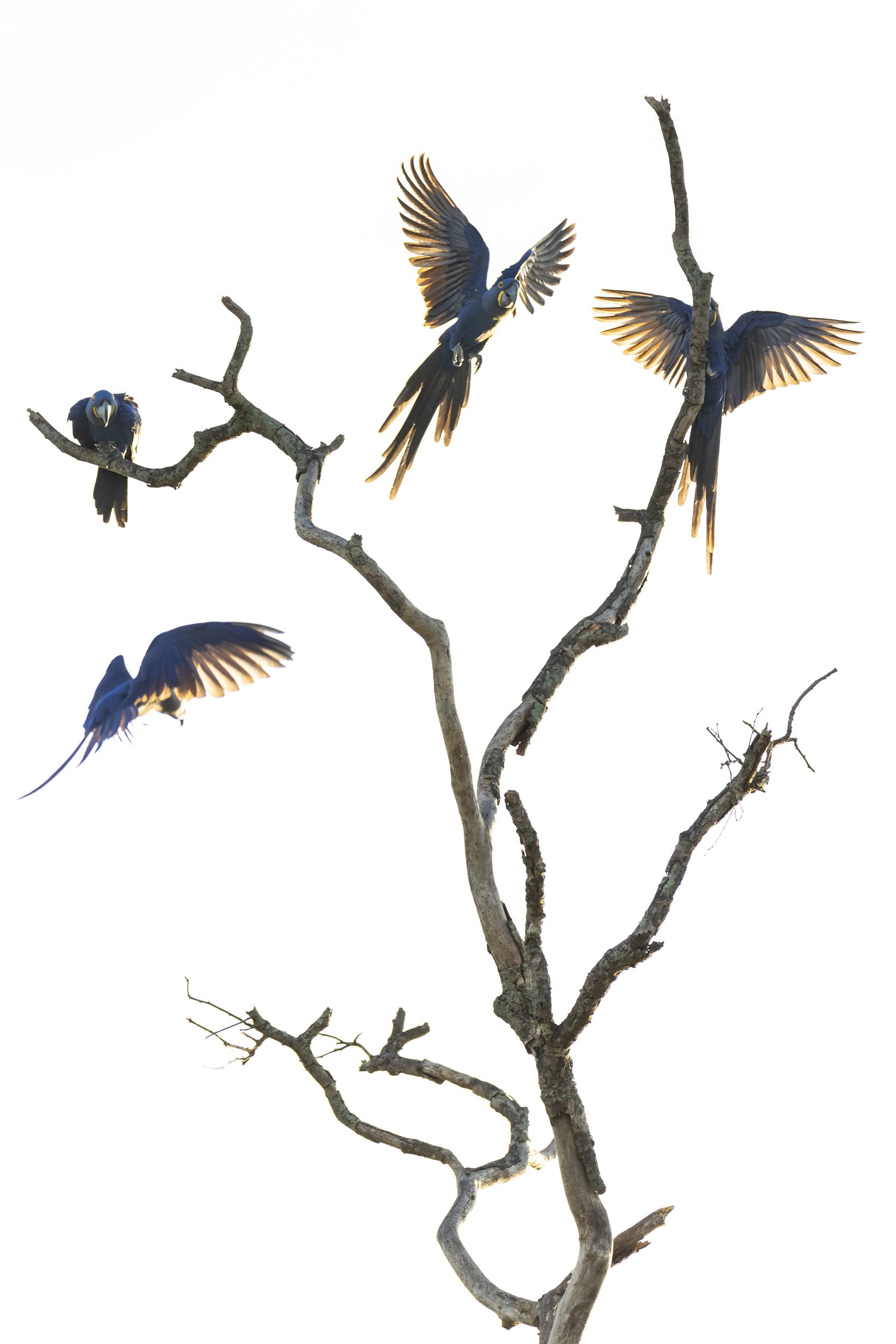 CUIABA RIVER, PANTANAL, BRAZIL: The Pantanal attracts one of the greatest and most diverse bird populations on earth. This includes the rare and extremely endangered Blue Macaw, the Pantanl has the highest numbers of this extremely rare bird. This