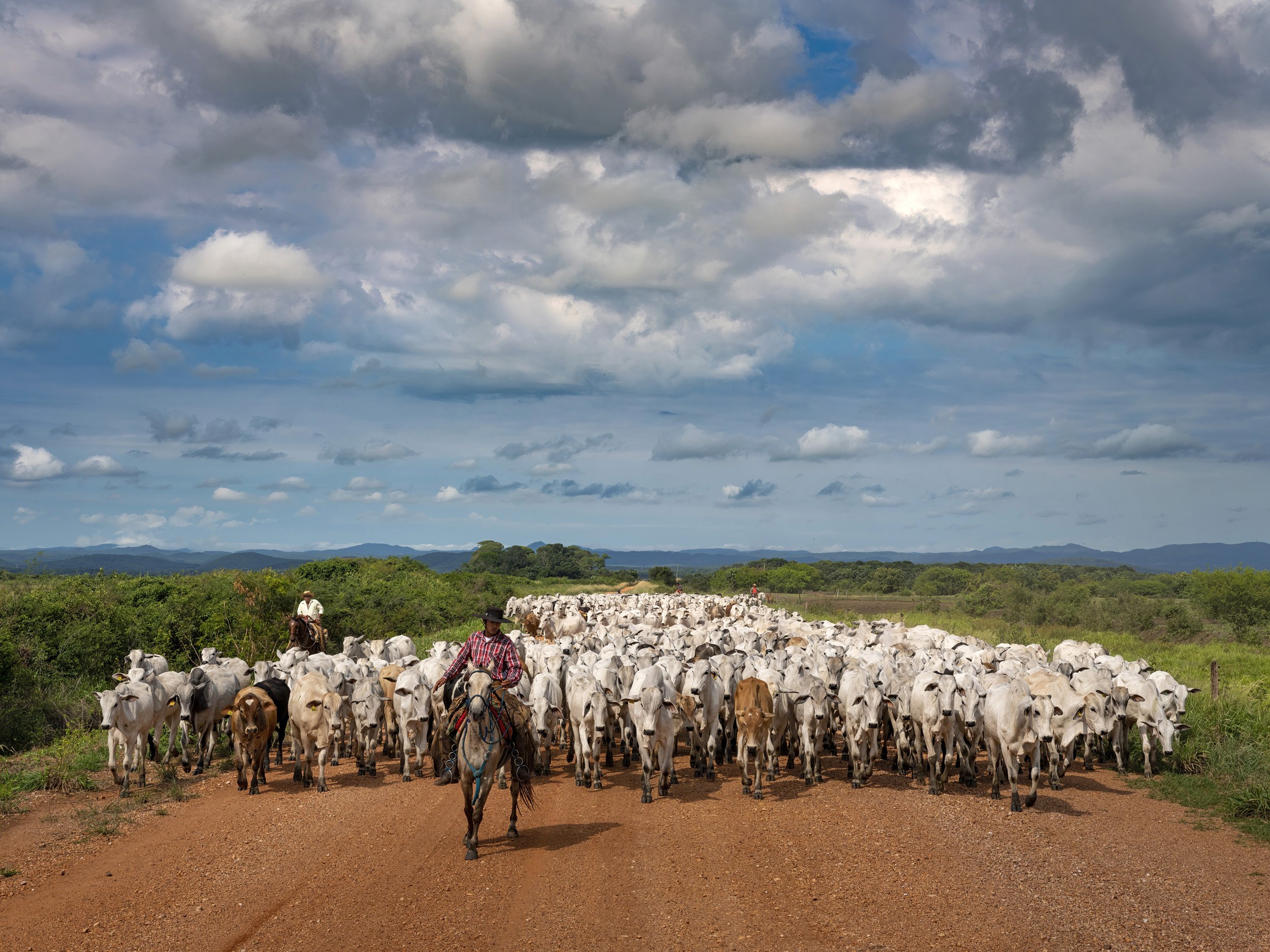 SAN FRANSCISCO FAZENDA, MIRANDA, MATTO GROSSO DU SUL, BRAZIL: Cattle ranching is seen on the San Franciscio Fazenda, an unusual ranch that has ecotourism, cattle ranching and crop growing all in one place. Cattle ranching is an ancient practise in t