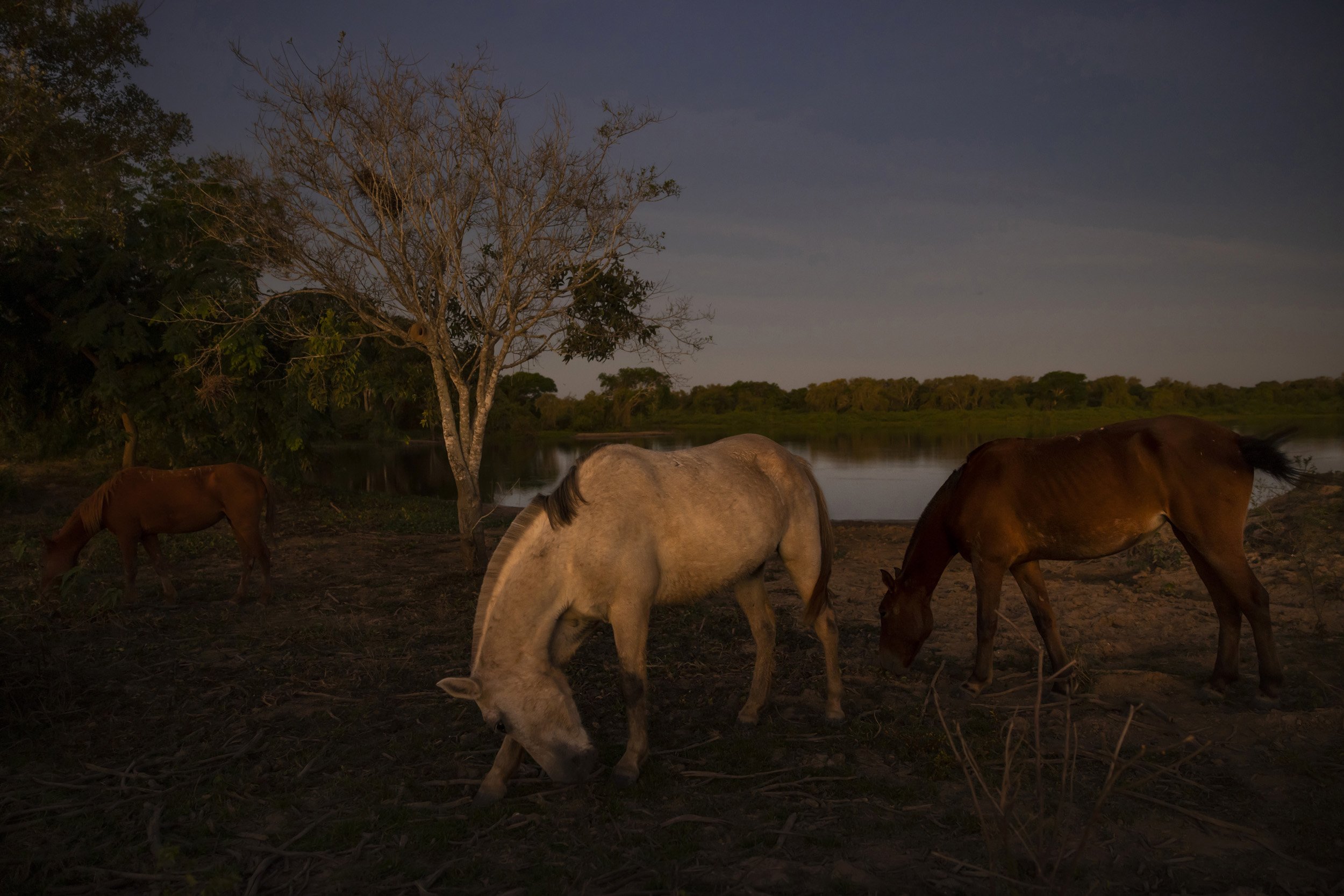 JOFFRE, PANTANAL, BRAZIL: Horses on a cattle ranch graze at the water's edge late in the afternoon. These horses are the only way to access large parts of the Pantanal for the majority of the year. They are a vital part of the cattle industry that h
