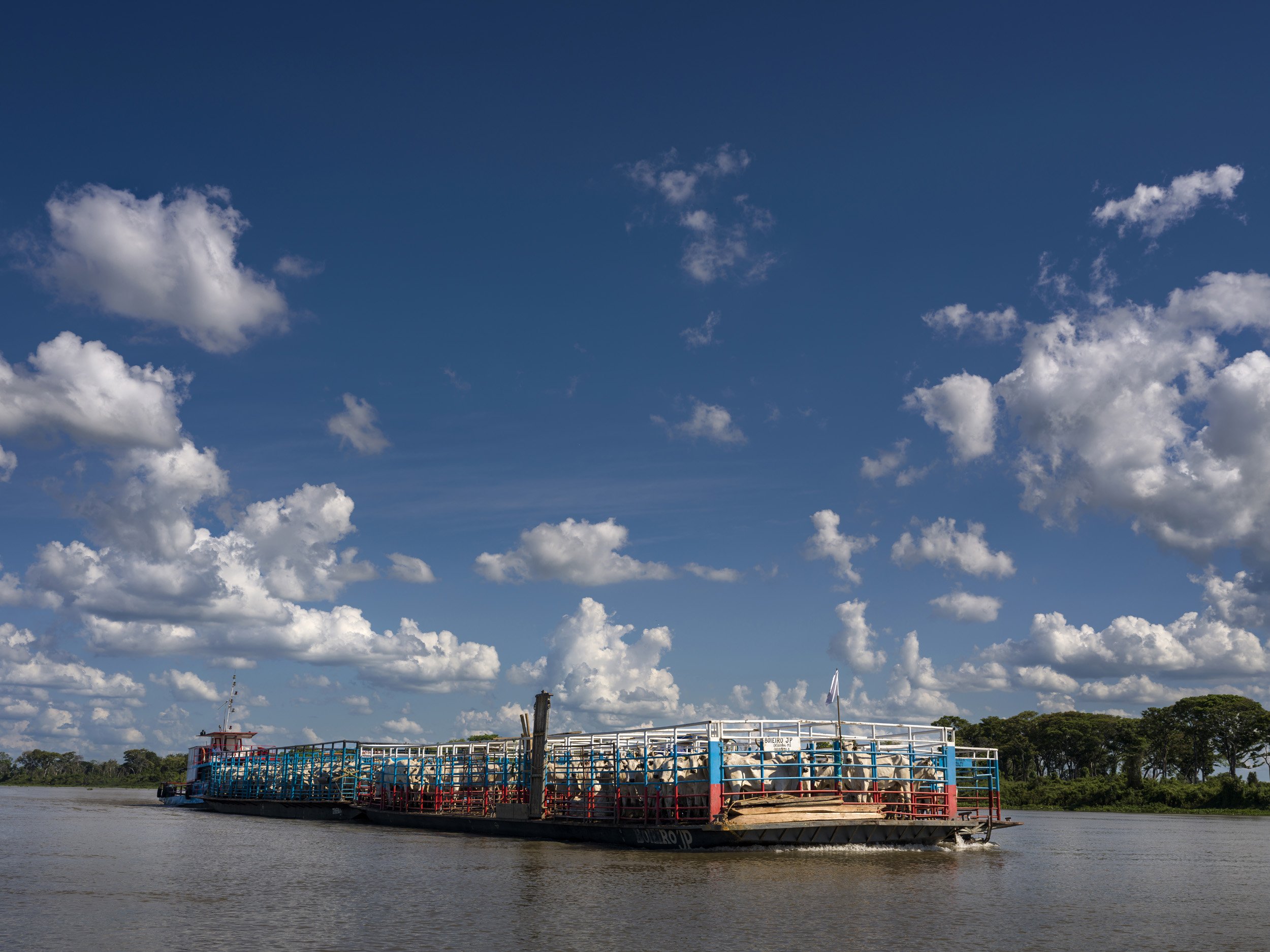 CORUMBA, MATTO GROSSO DU SUL, BRAZIL: Cattle in this region are brought to market via huge river barges becasue of huge, permanent flooding due to poor environmental planning in the seventies when Brazil attempted to supersize agriculture in the hig