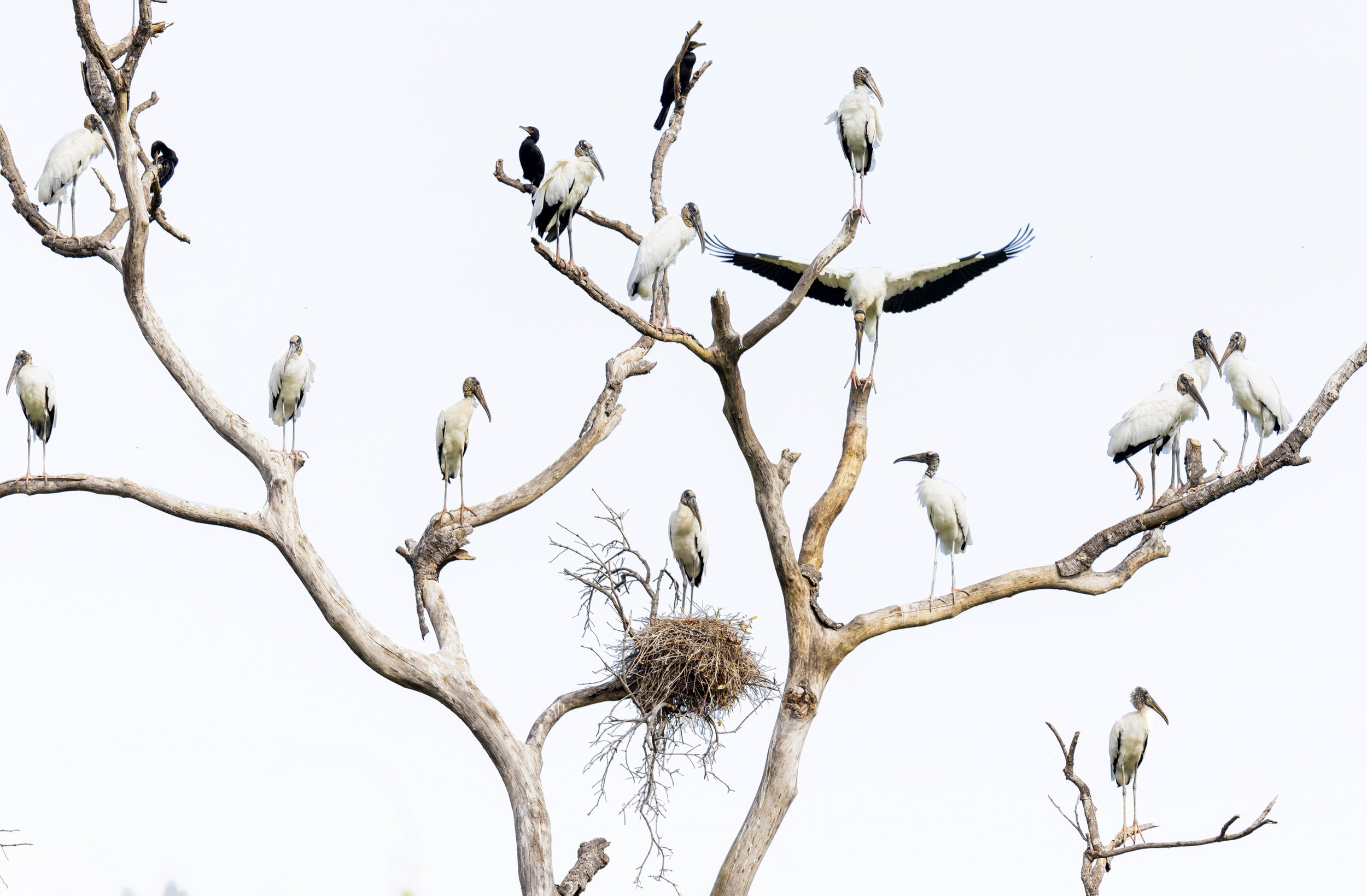 CUIABA RIVER, PANTANAL, BRAZIL: The Pantanal is the world's largest wetland and because of its rich ecosystem, it attracts one of the greatest and most diverse bird populations on earth. This brings a large number of international tourists into the