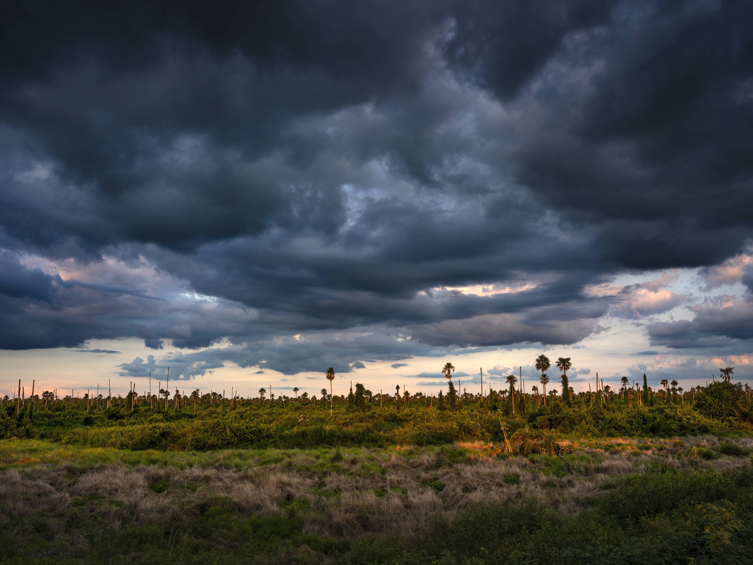MIRANDA, MATTO GROSSO DU SOL, BRAZIL: A forest burnt down by the fires of 2020 is seen slowly recovering with many dead trees visible. There have been no major fires since 2020 but that is because the tinder load is low after the huge fires of 2020