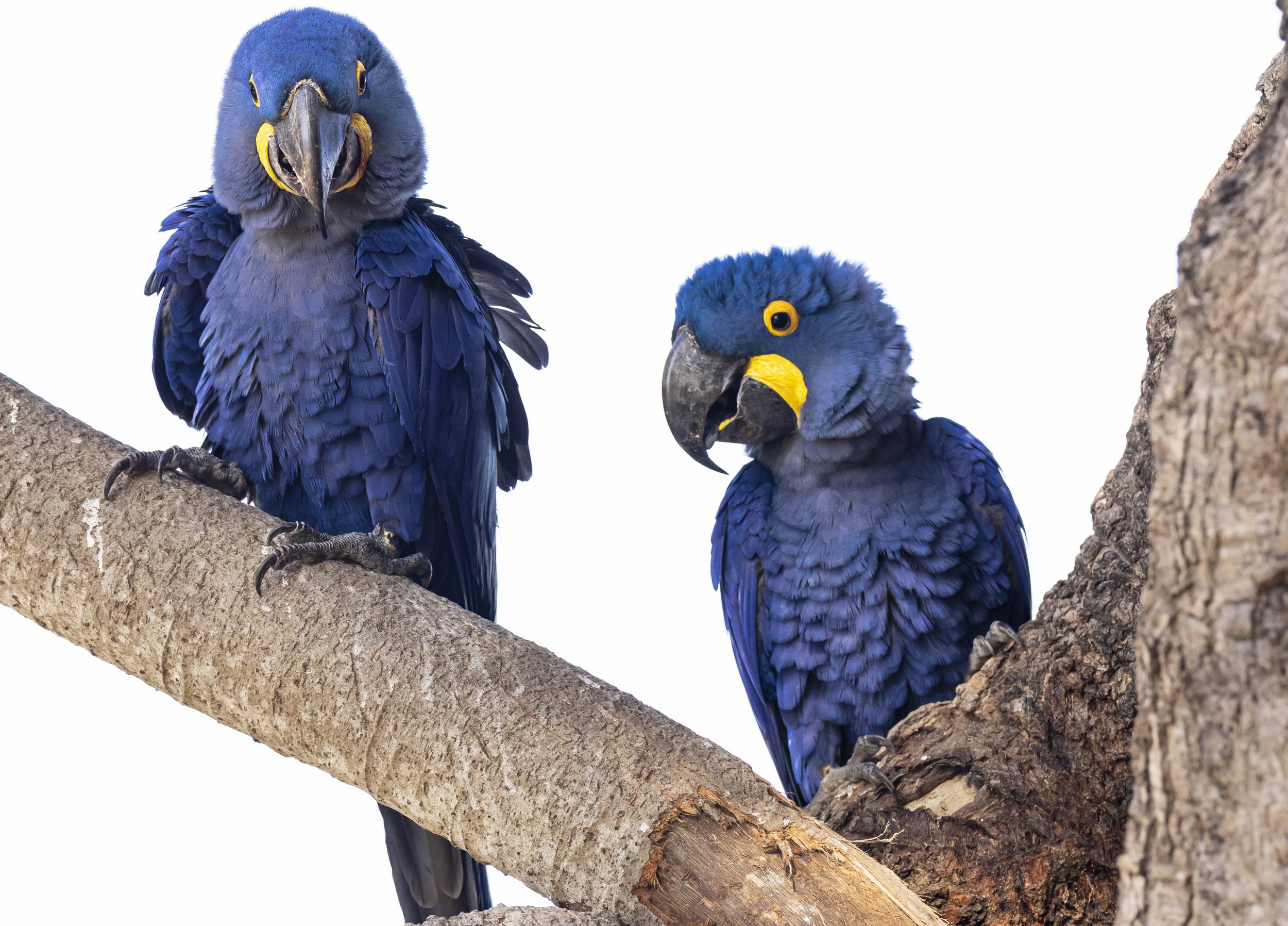 Blue Hyacinth Macaws along the Pantanal, one of the rarest birds in the world and estimated at 2500 to 5000 in the wild today, the Pantanal is a major habitat for this largest of Macaws.