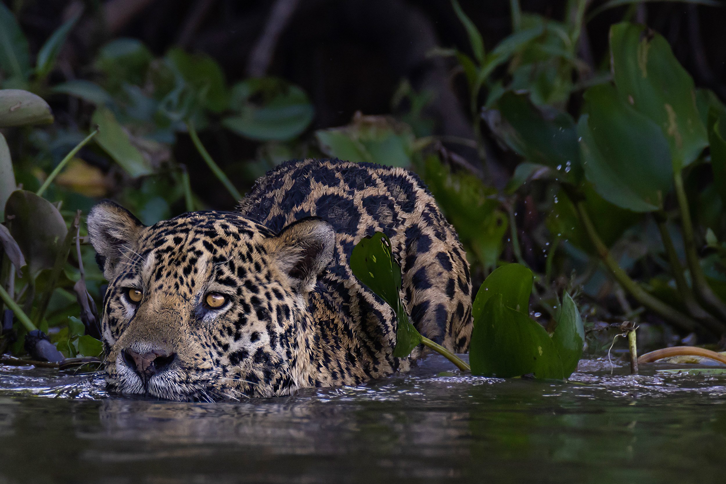 CUIABA RIVER, PANTANAL, BRAZIL: Jaguars are the world's most aquatic cat and do much of their hunting in the river and on the banks. They are a huge tourist lure for the Pantanal. They bring millions in revenue into the Pantanal every year. Ranchers