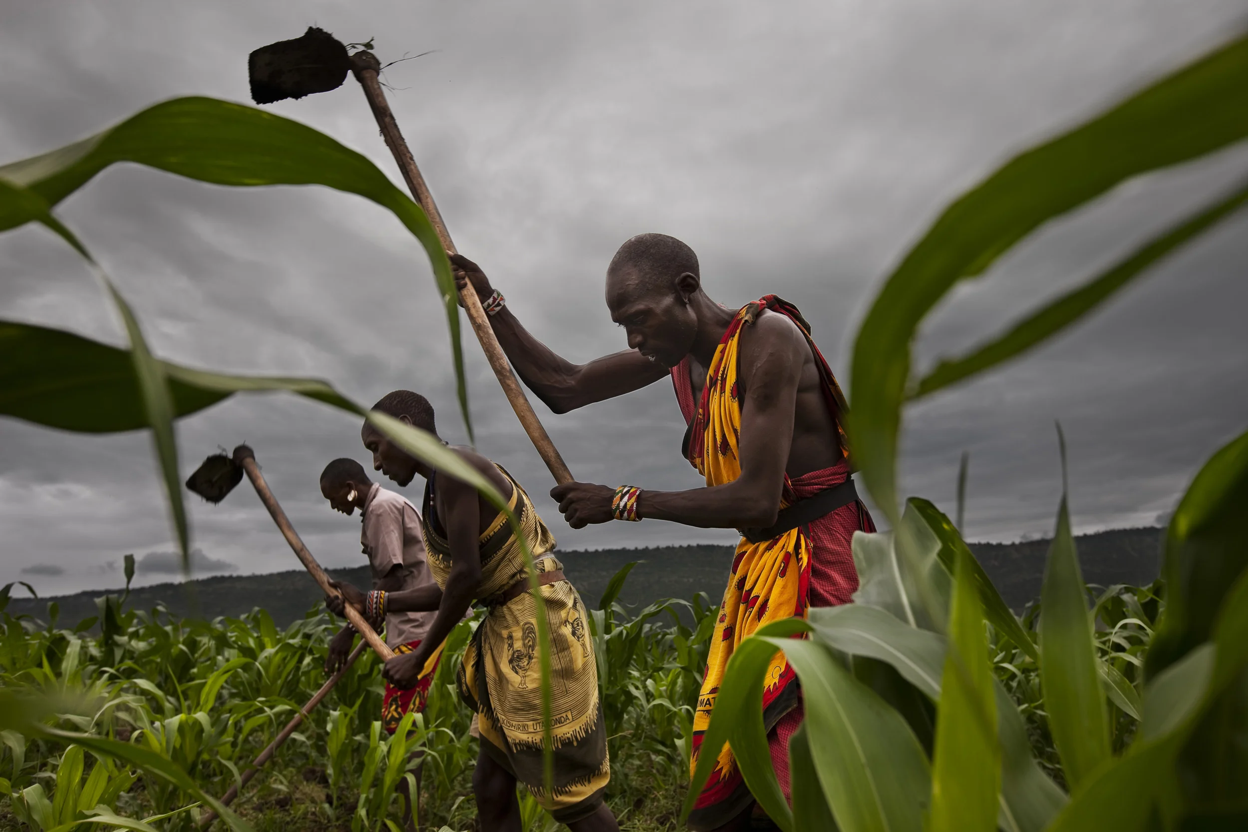 ORNGAYANET, NAROK SOUTH, KENYA, FEBRUARY 2010: Pastoralist Masaai prepare a field of Maize in Orngayanet, Kenya, 22 February, 2010. Crop cultivation is a relatively new thing for the Masaai, and is a result of living next to other tribes who practis