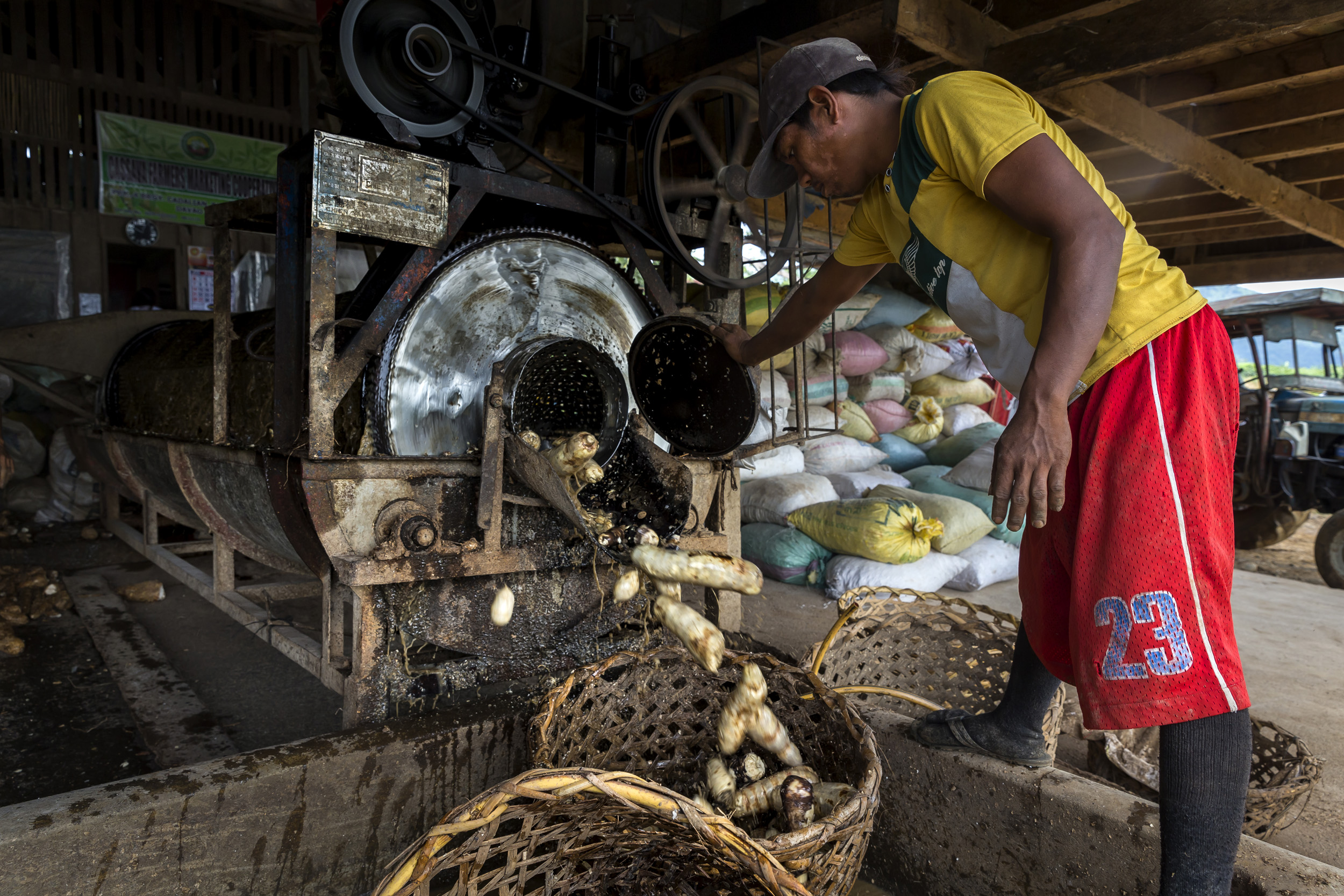 PUEBLO ANTONIA, DAVAO, PHILIPPINES, 10 AUGUST 2016: Workers at a Casava farmers co-operative use machines to prepare and wash Casava for the market. Casava is traditional a crop eaten by the Islamic population of Davao but this is changing. Two kind
