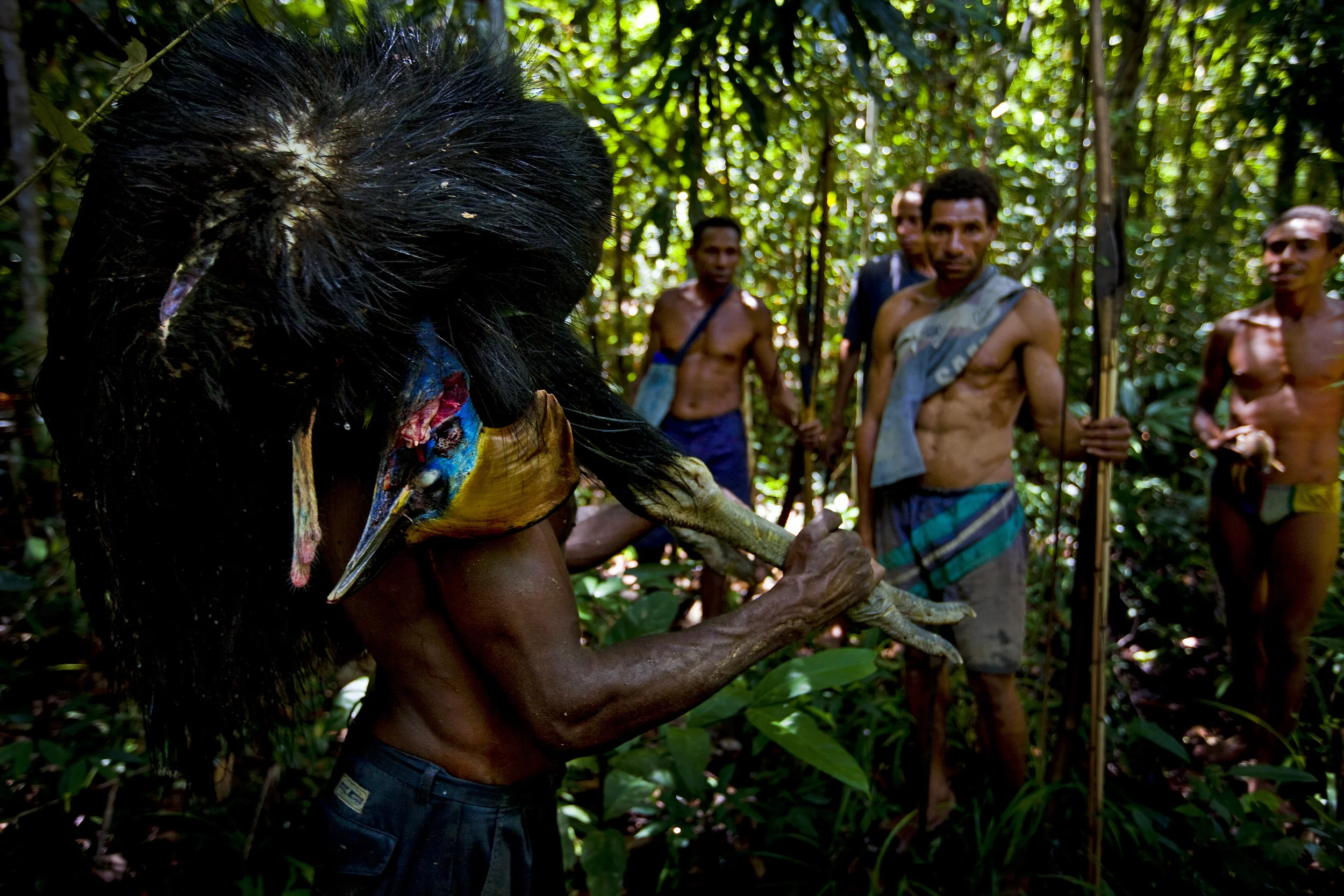 LAKE MURRY, PAPUA NEW GUINEA, JANUARY 2009: A hunting party catches wild pig and Kassowary in remote areas along the shores of Lake Murray, Papua New Guinea, 1 January 2009. These communities live lives very closely connected to the natural world. T