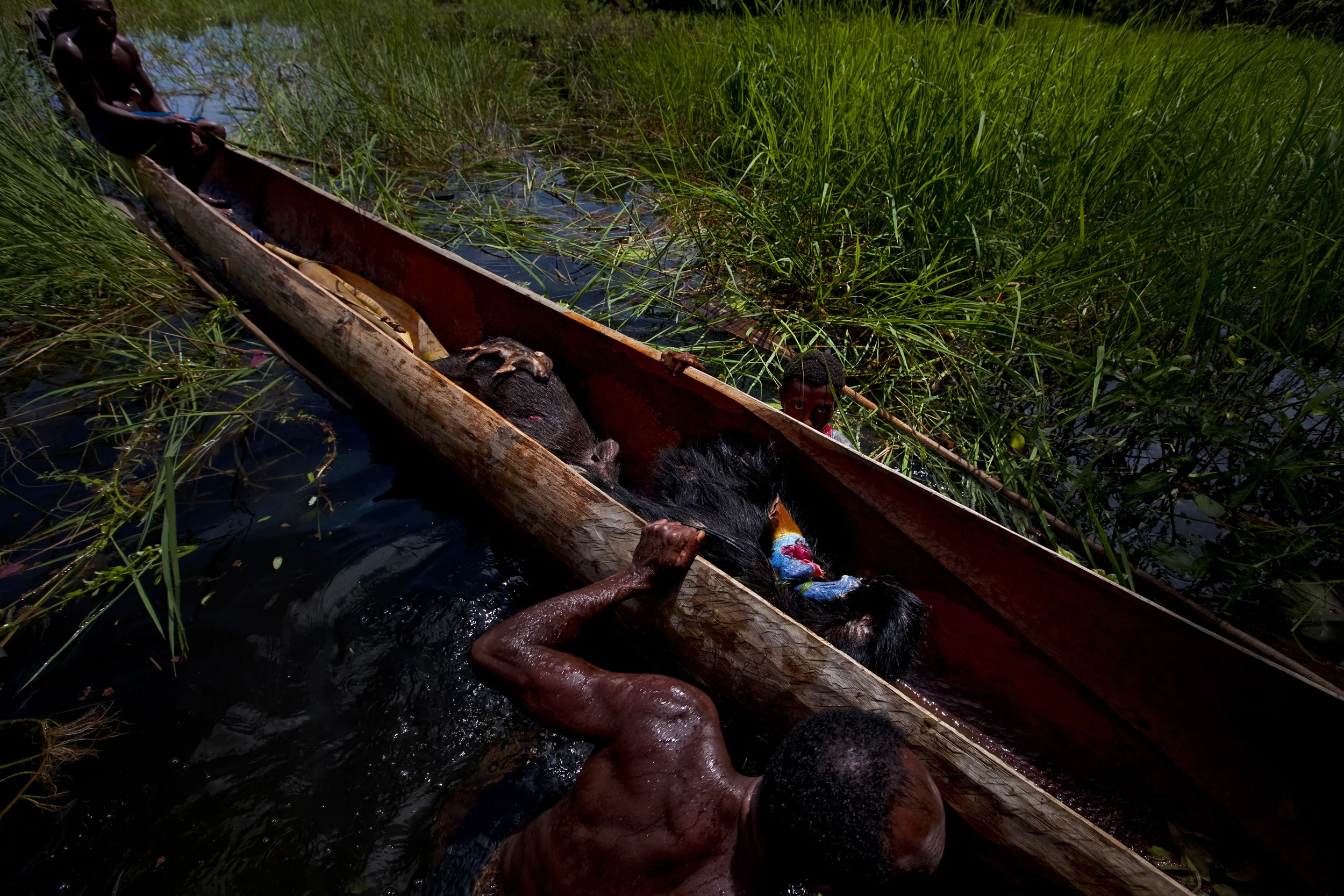 LAKE MURRY, PAPUA NEW GUINEA, JANUARY 2009: A hunting party catches wild pig and Kassowary in remote areas along the shores of Lake Murray, Papua New Guinea, 1 January 2009. These communities live lives very closely connected to the natural world. T