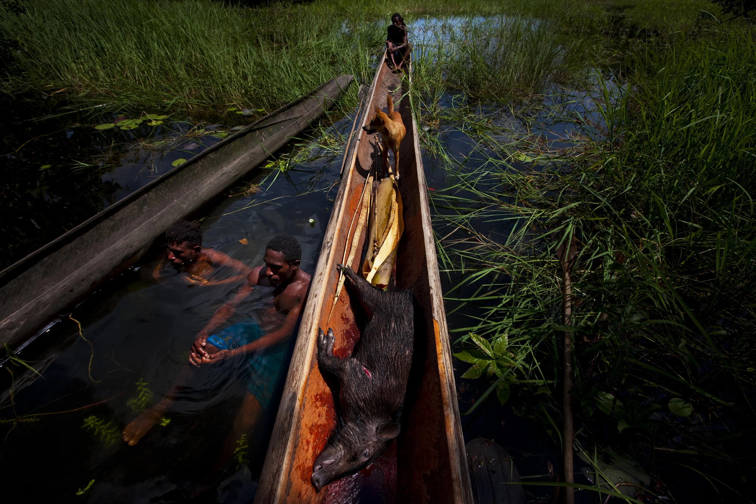 LAKE MURRY, PAPUA NEW GUINEA, JANUARY 2009: A hunting party catches wild pig and Kassowary in remote areas along the shores of Lake Murray, Papua New Guinea, 1 January 2009. These communities live lives very closely connected to the natural world. T