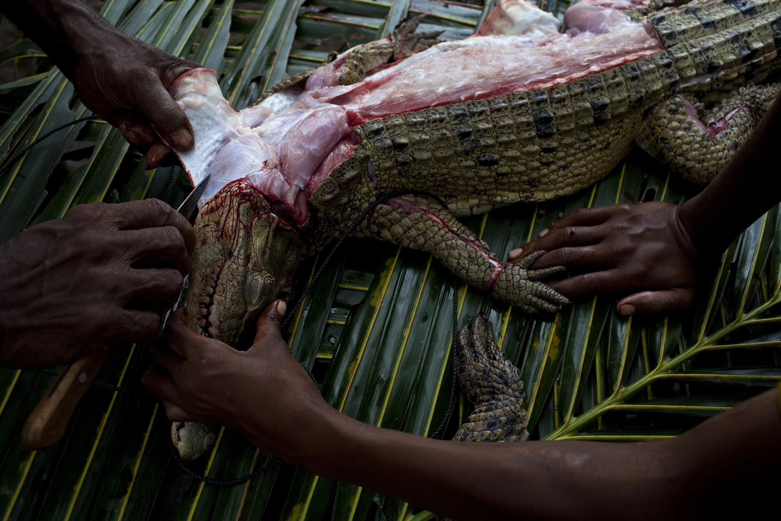 LAKE MURRAY, WESTERN PROVINCE, PAPUA NEW GUINEA-JANUARY 2008: Crocodiles captured on the lake are killed and skinned for sale and consumption, Lake Murray, Papua New Guinea, 1 January 2009. Lake Murray is a region where people have lived lives in ha