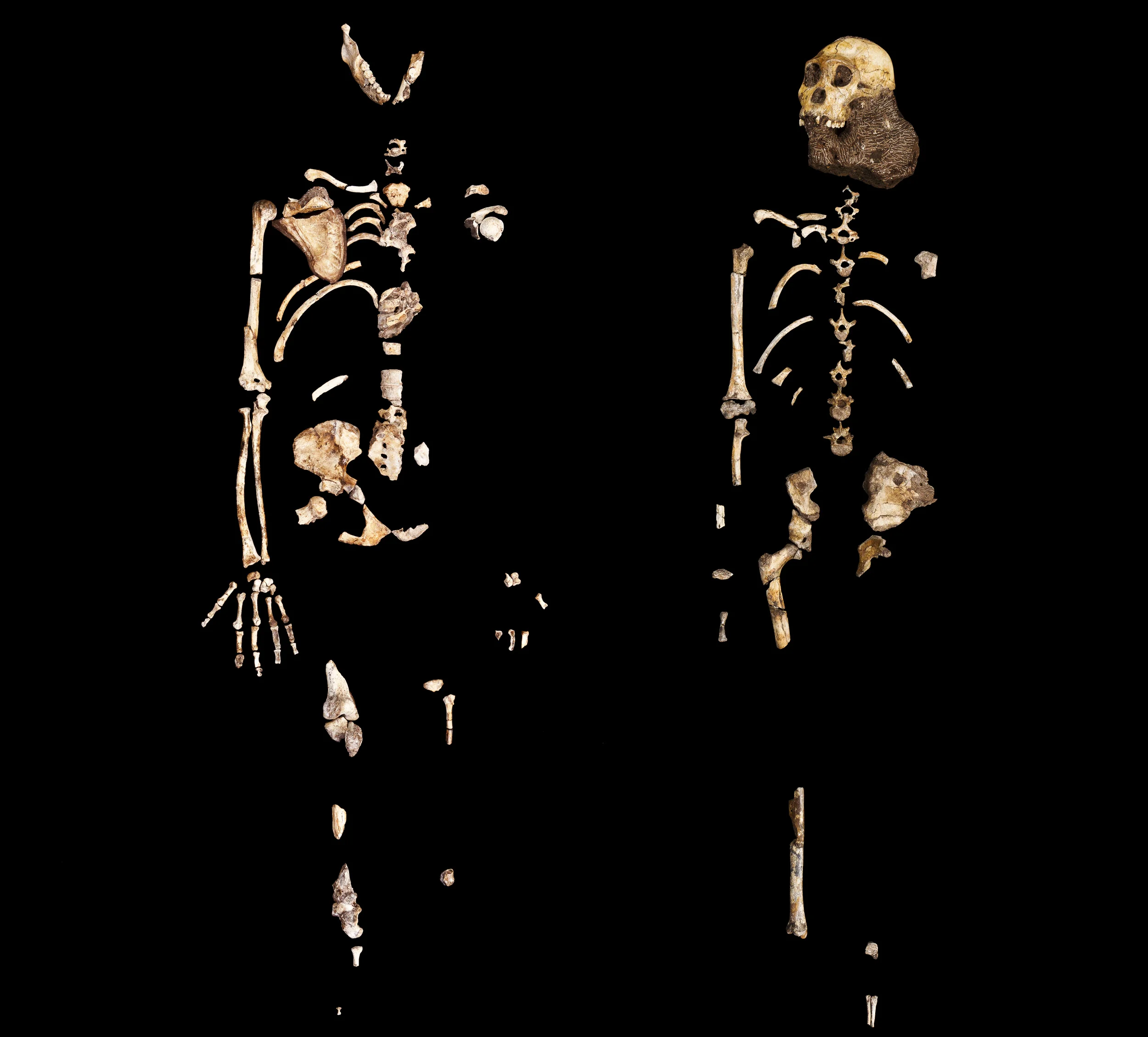 JOHANNESBURG, SOUTH AFRICA, OCTOBER 2010: The skeleton of adult female Mh2 Australopithicus sediba from the Malapa Hominid find as seen at Wits University Paleo Sciences department, Johannesburg, South Africa, 26 October, 2010. This is the most com