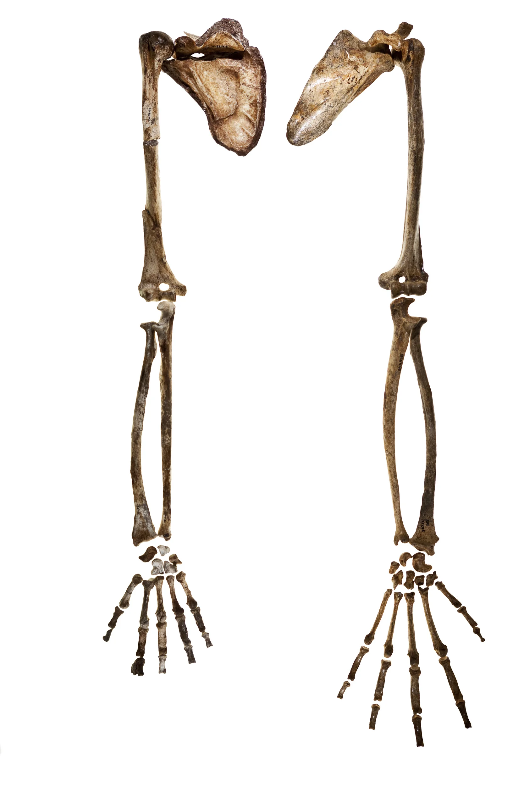 JOHANNESBURG, SOUTH AFRICA, OCTOBER 2010: The scapula, arm and hand of adult female Mh2 Australopithicus sediba from the Malapa Hominid find lying next to the scapula, arm and hand of a Bonobo Chimpanzee, as seen at Wits University Paleo Sciences de