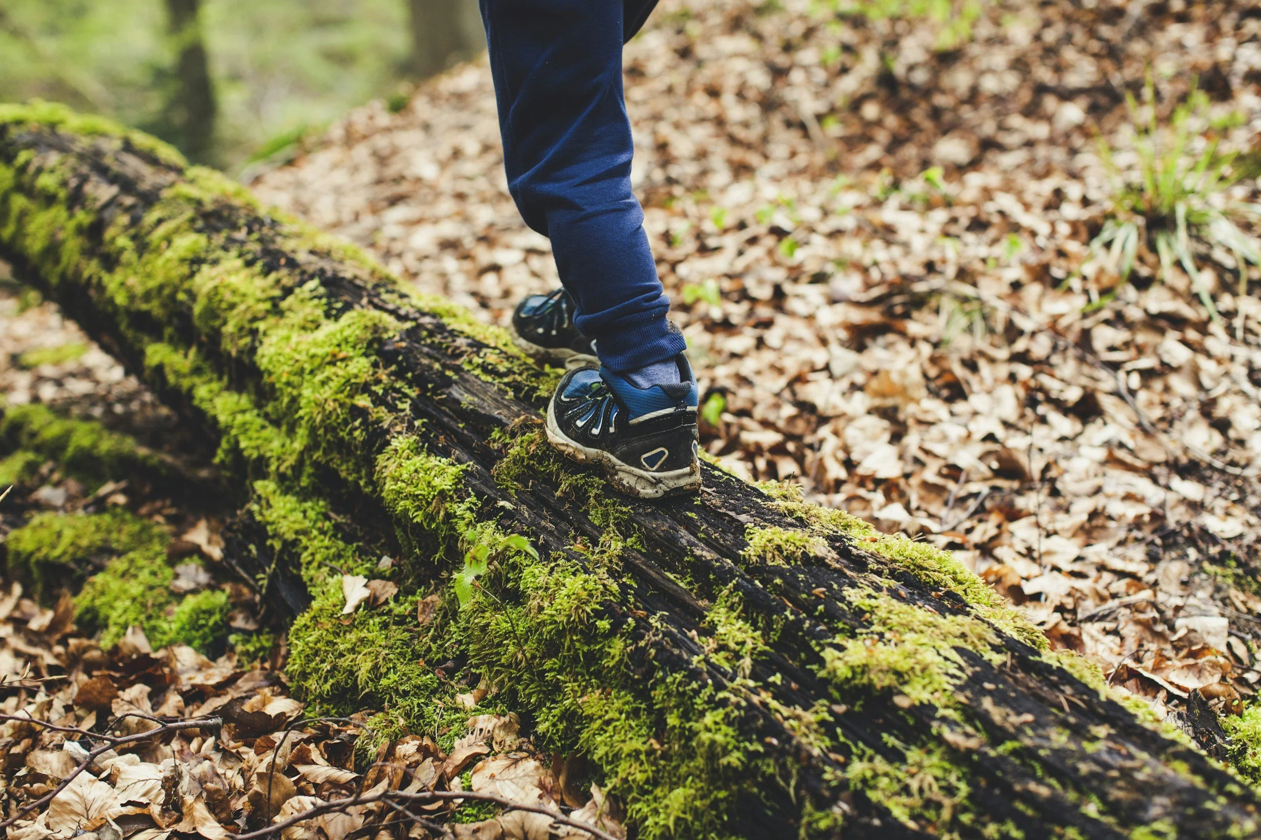 Child walking on a mossy fallen tree trunk in a forest with brown leaves on the ground.