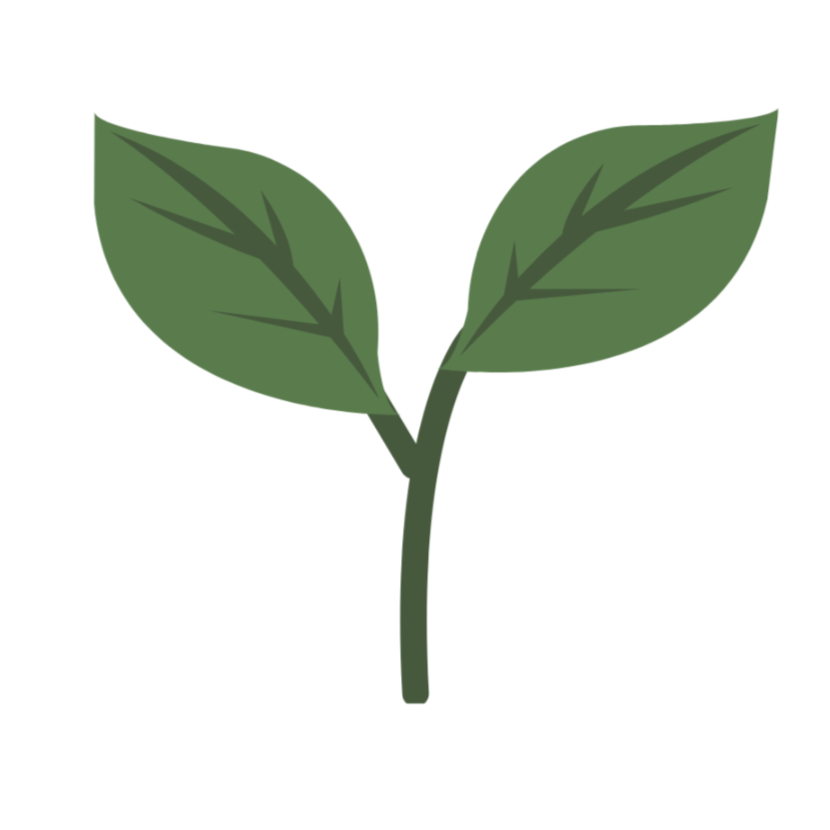 Illustration of a small green plant with two broad leaves.
