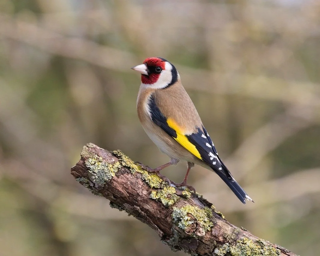goldfinch.jpg