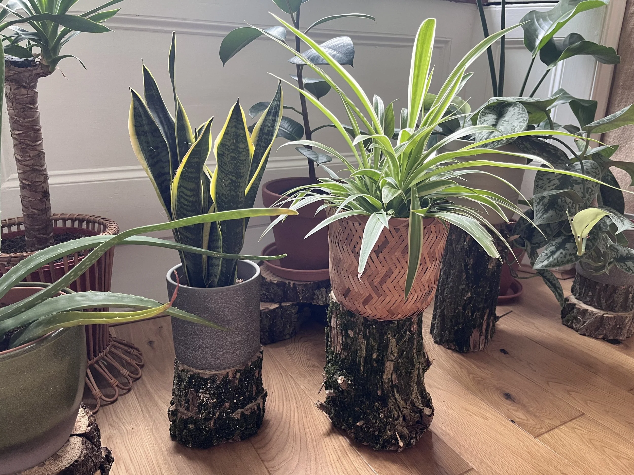 IMG_4599 plant.jpg
