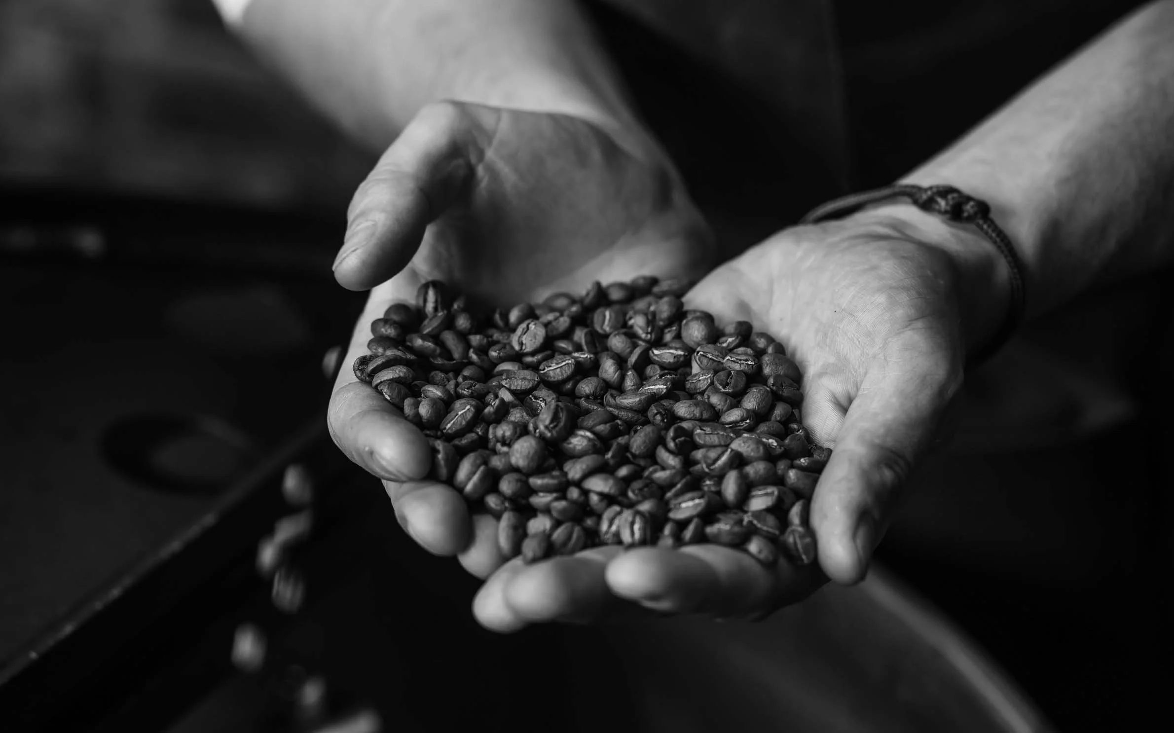 Hands holding a handful of roasted coffee beans in black and white.