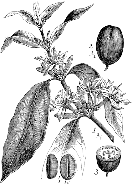 Illustration of a coffee plant with leaves, flowers, and various beans at different stages of ripeness.