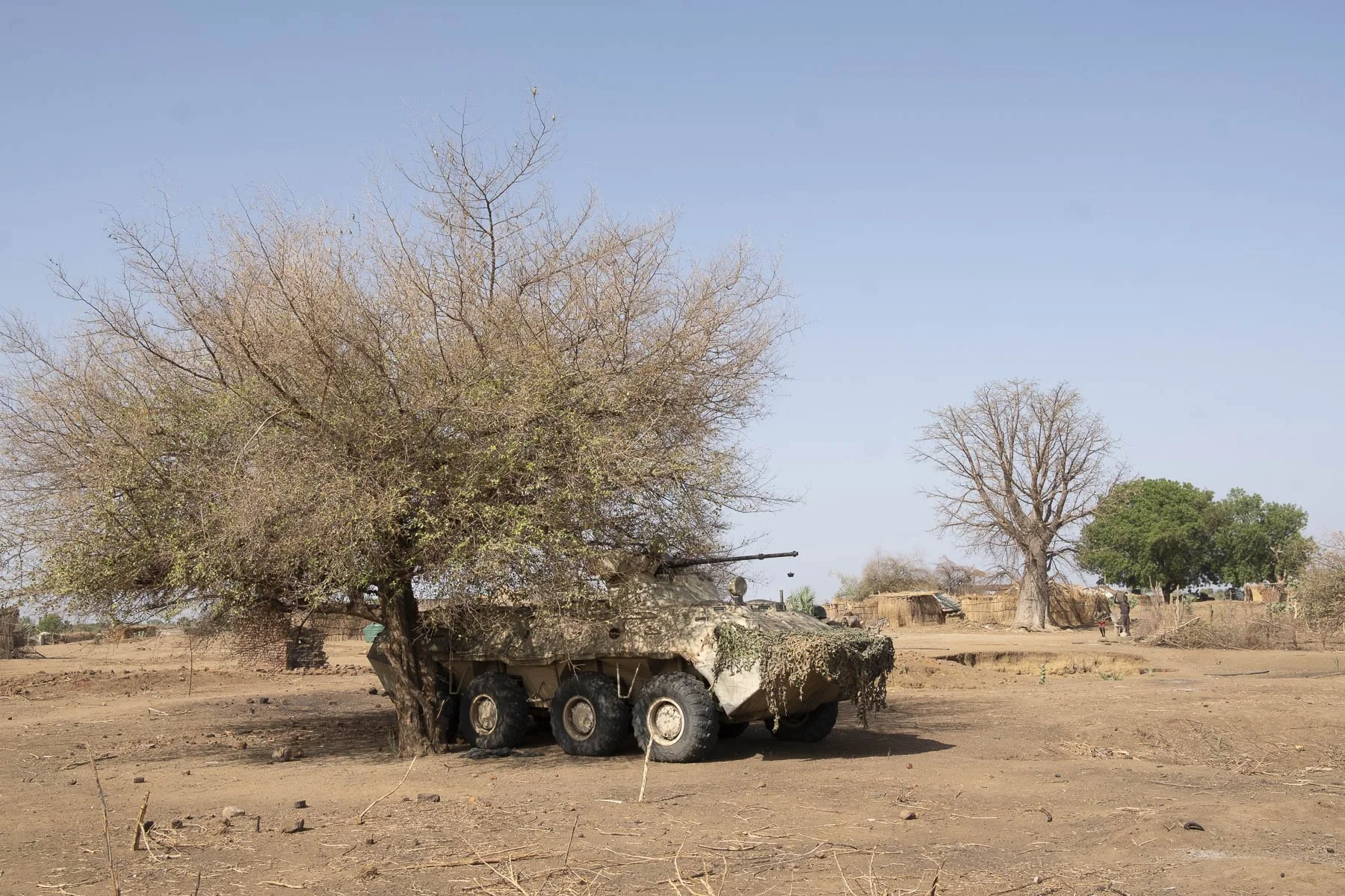 A military tank covered with camouflage cloth, partially hidden behind a large, leafless tree in a dry, rural landscape with small huts and a few sparse trees in the background under a clear blue sky.