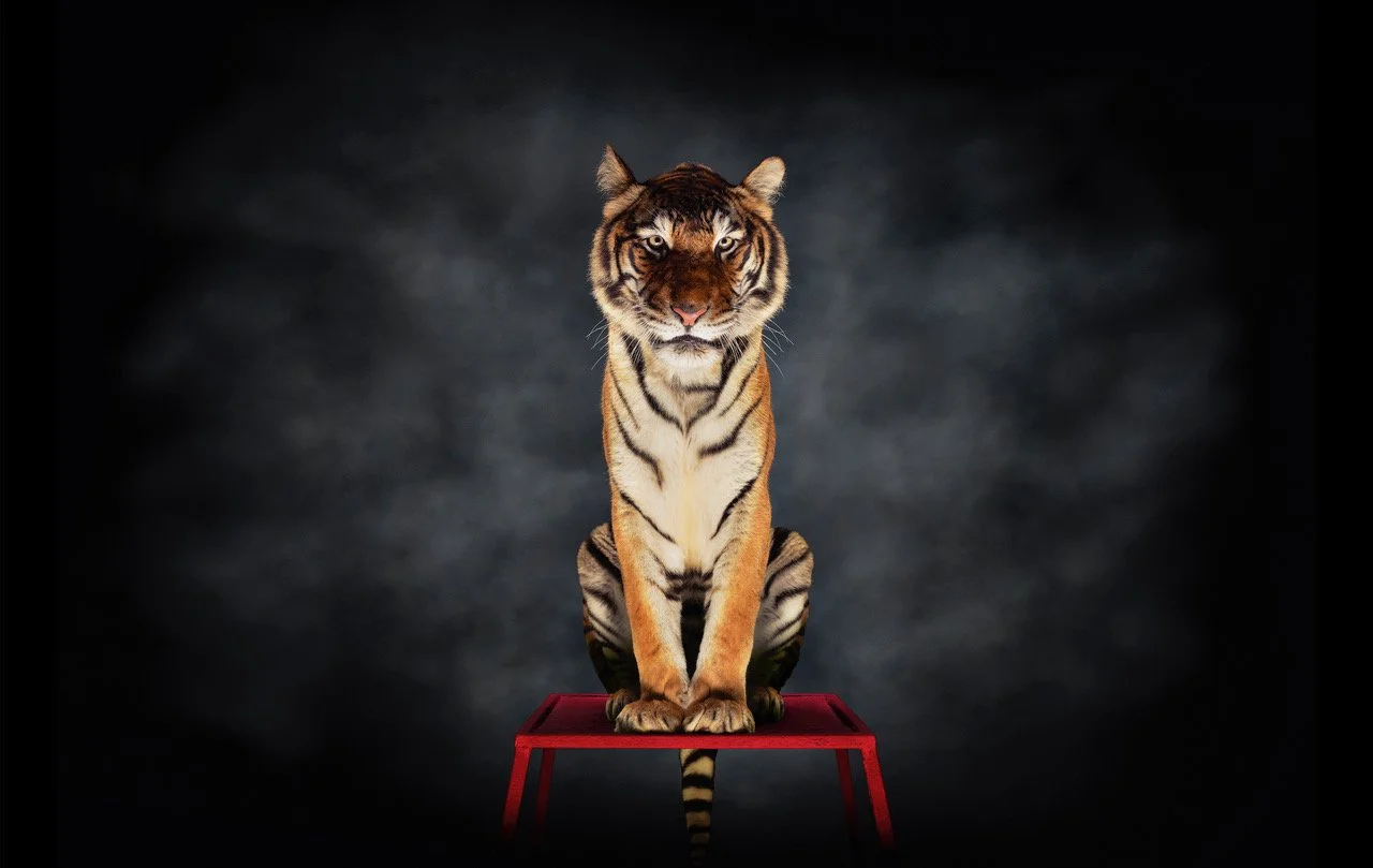 Portrait of a tiger sitting on a plinth staring at the lens.