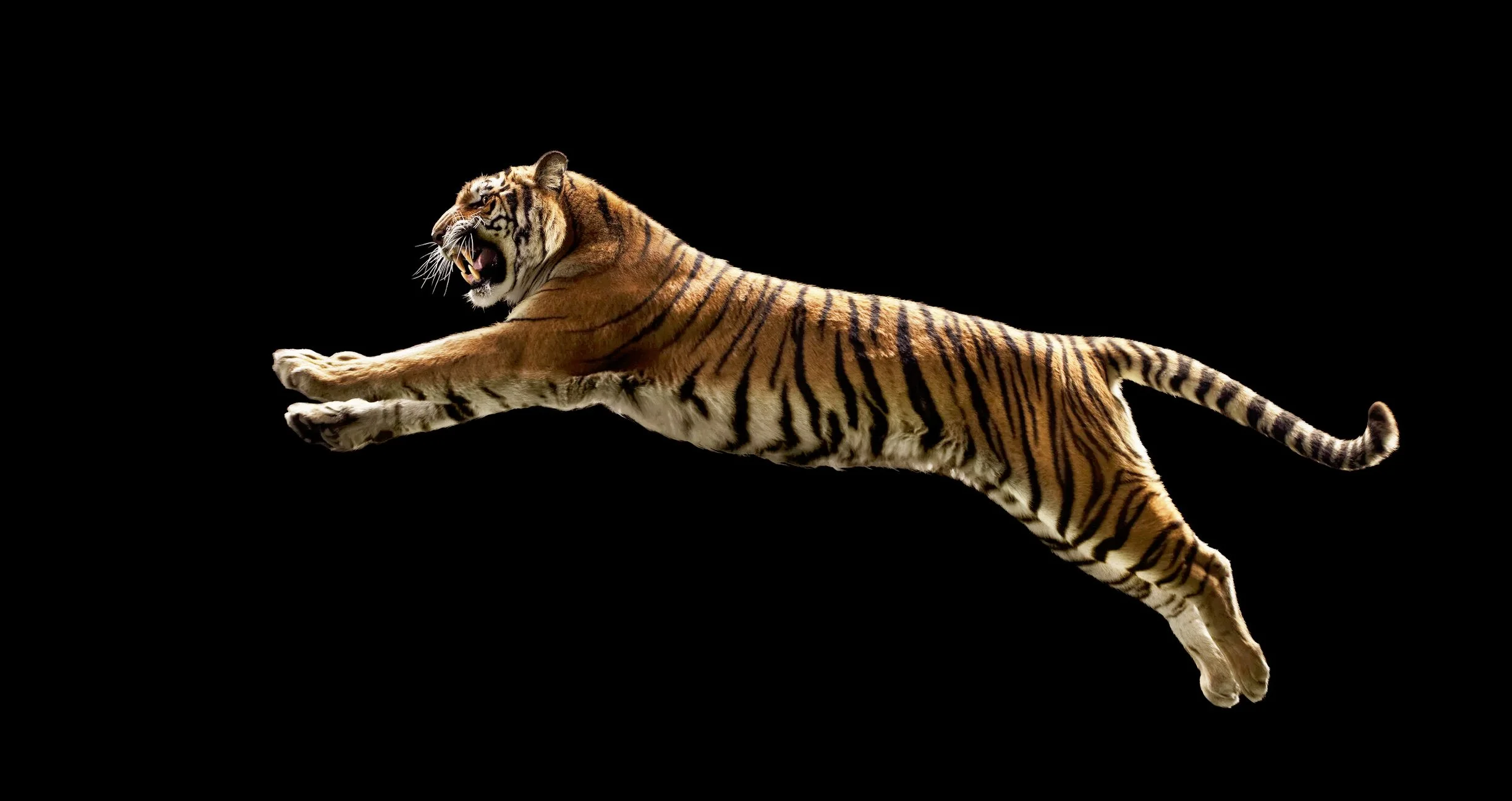 Leaping tiger photo.