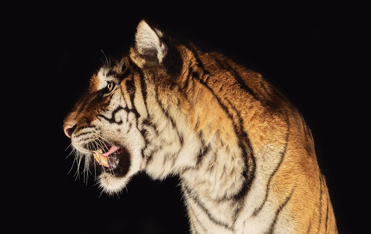Close up portrait of a tiger in profile.