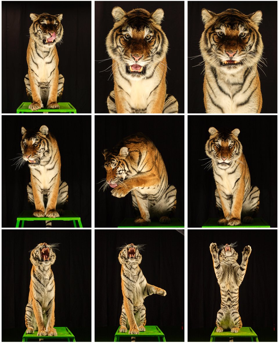 Tiger portraits contact sheet.
