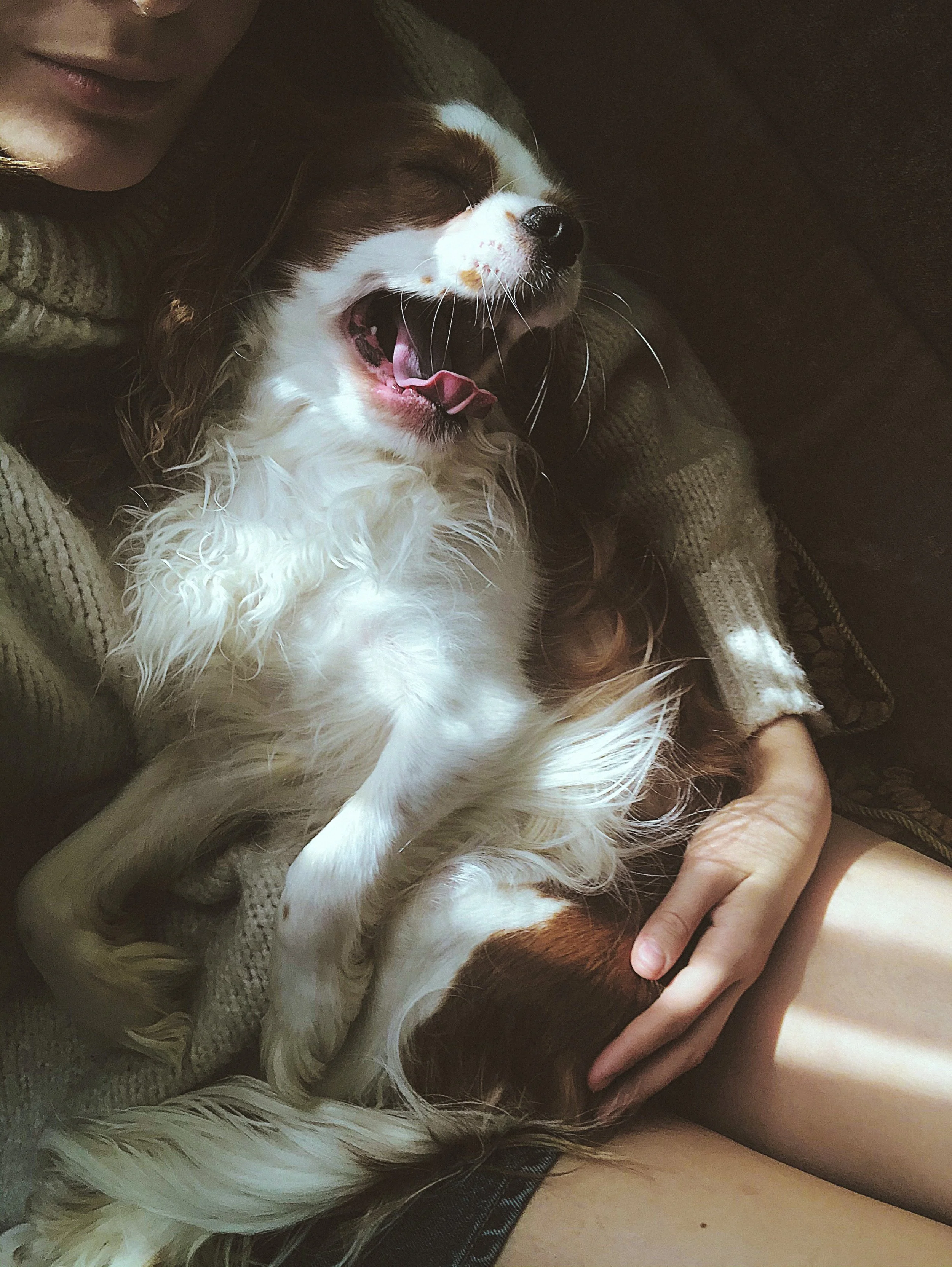 Groomer calmly caring for a dog during a personalized grooming appointment.