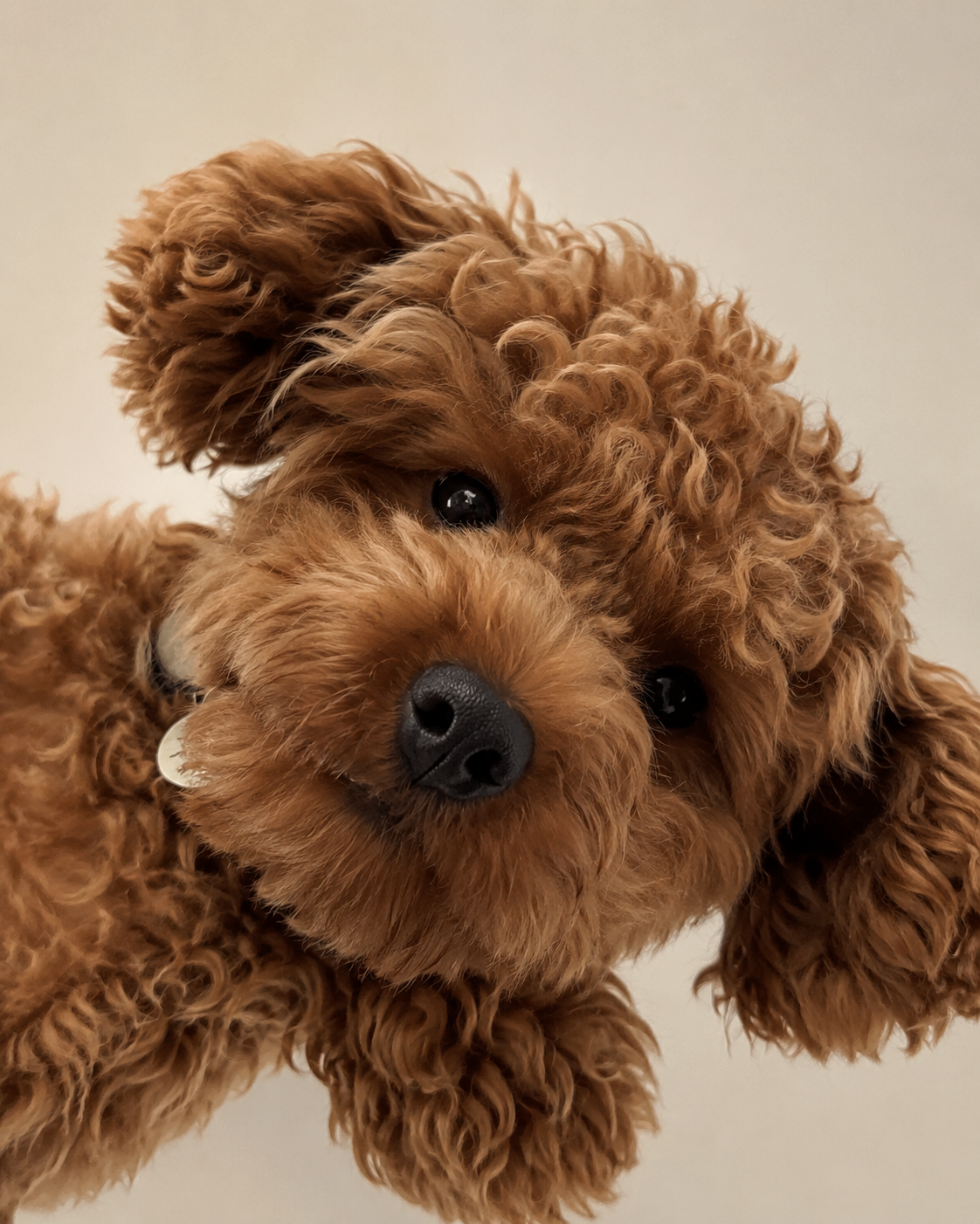 Close-up of a healthy dog coat highlighting grooming and coat care.