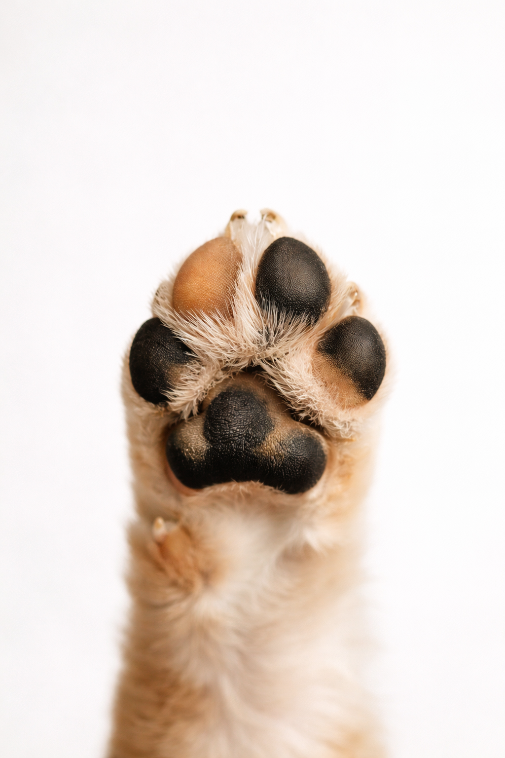 Close-up of a dog’s paws representing detailed grooming and paw care.