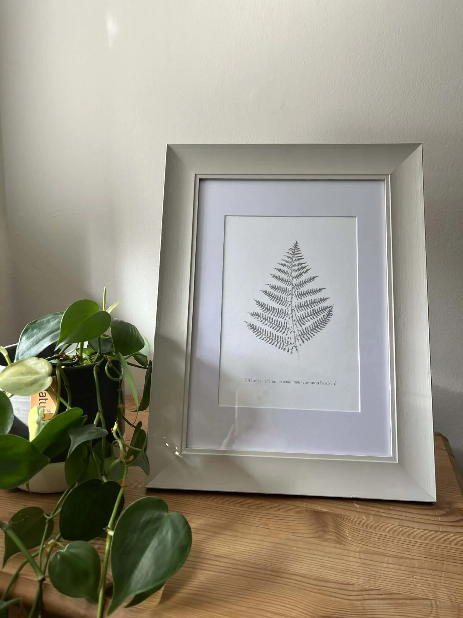 Beautiful Prints of Nature