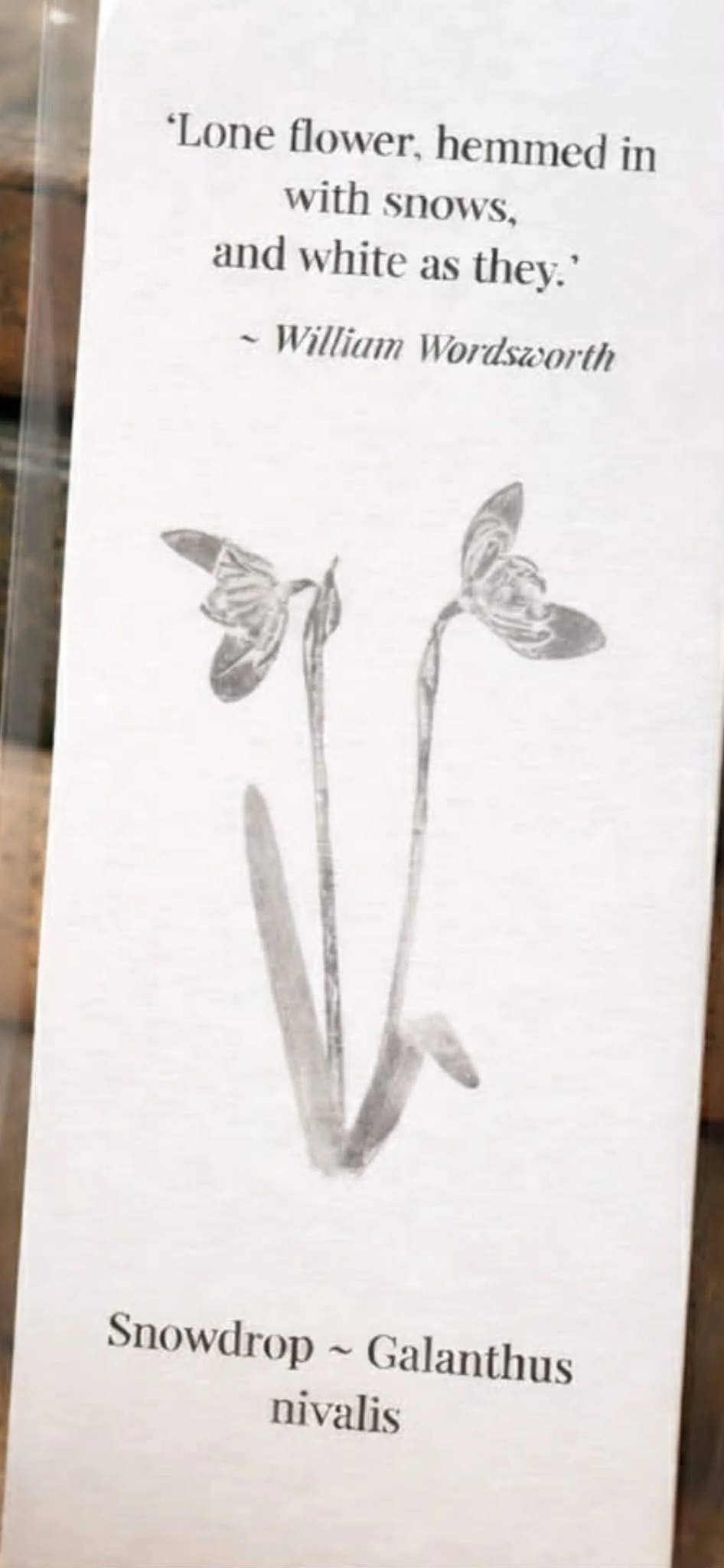 Quote Book Close Up Snowdrop.jpg