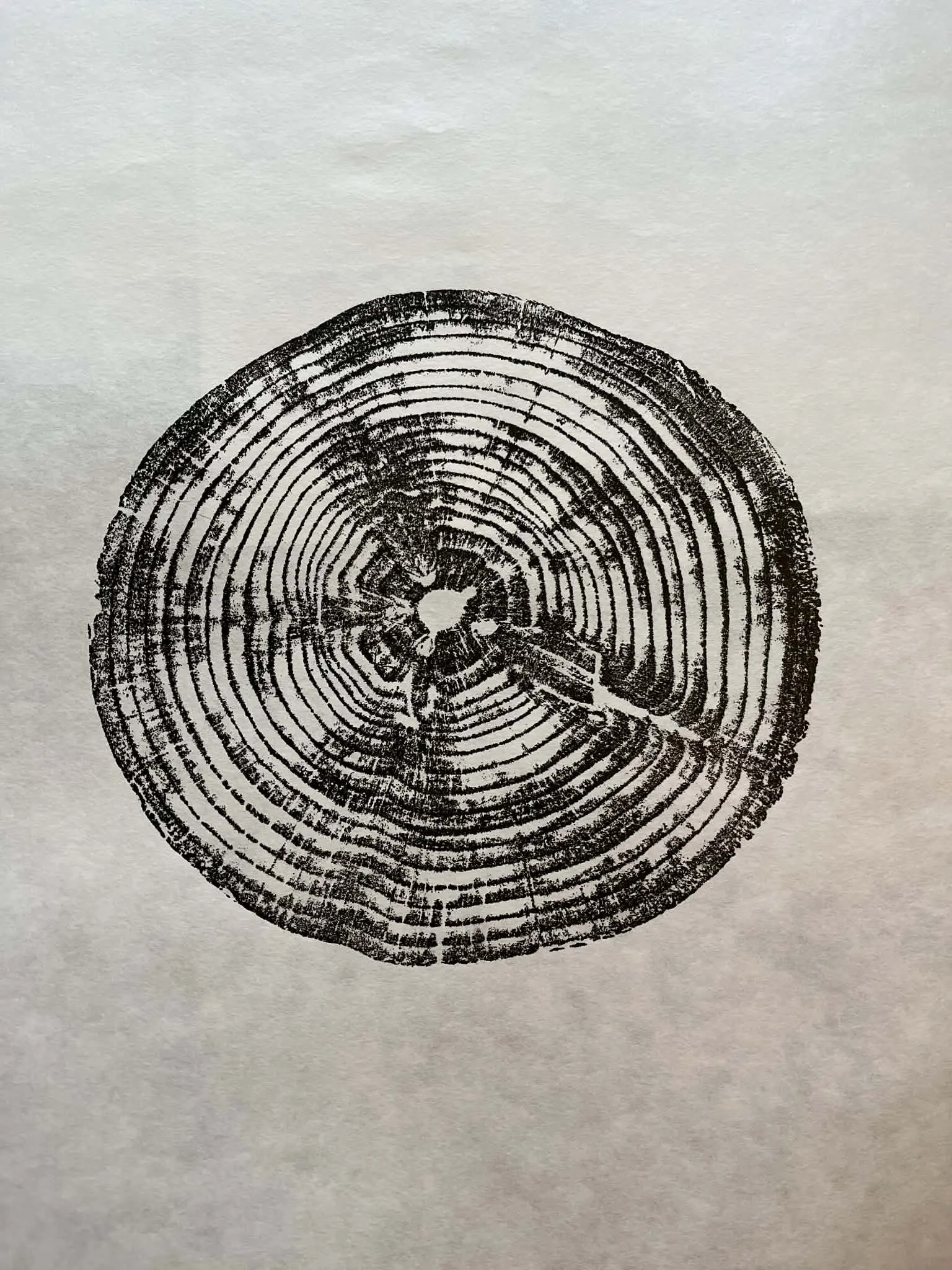 Monkey Puzzle Burnt Umber 1.jpg