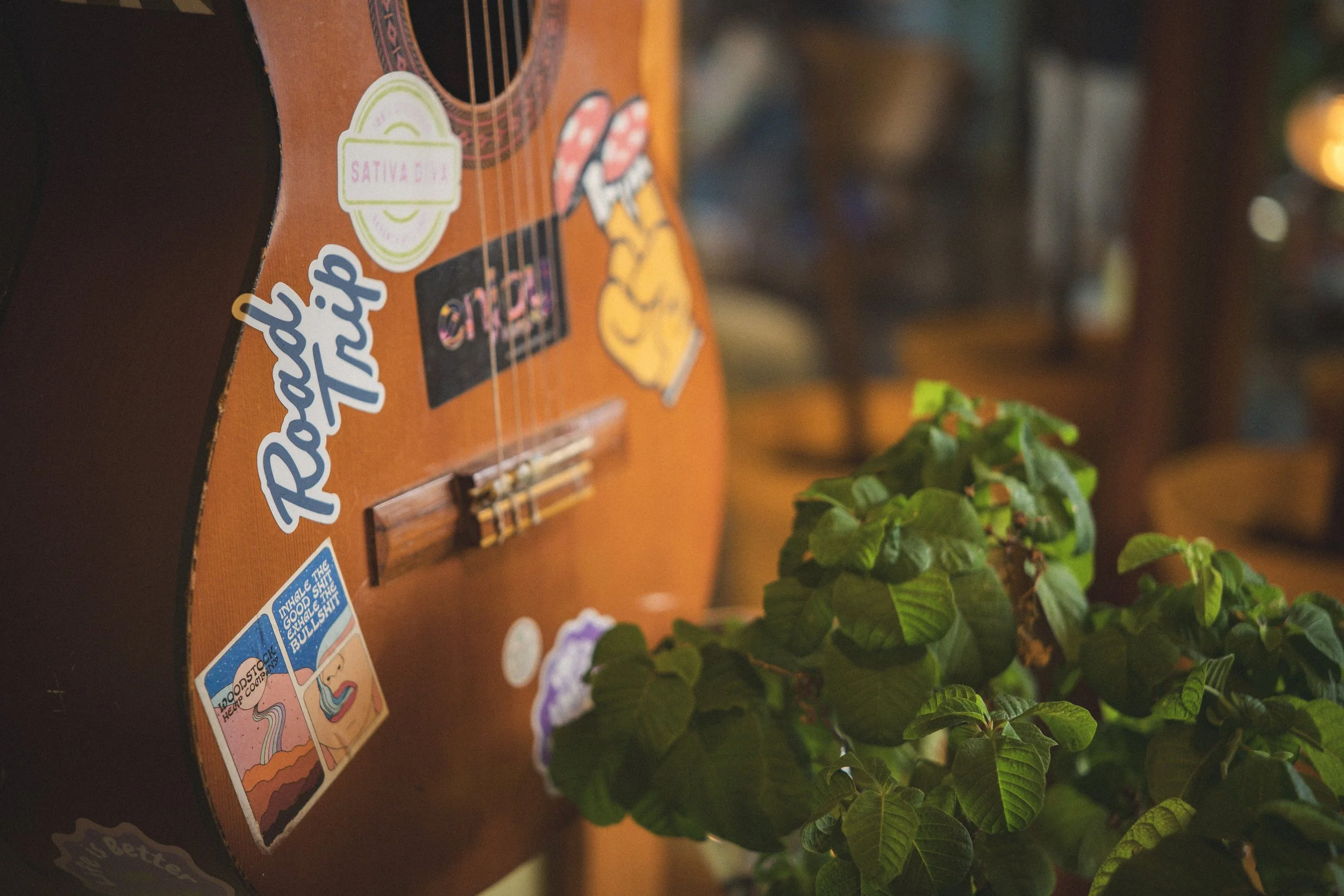 dunedin hemp company, cannabis cafe in florida