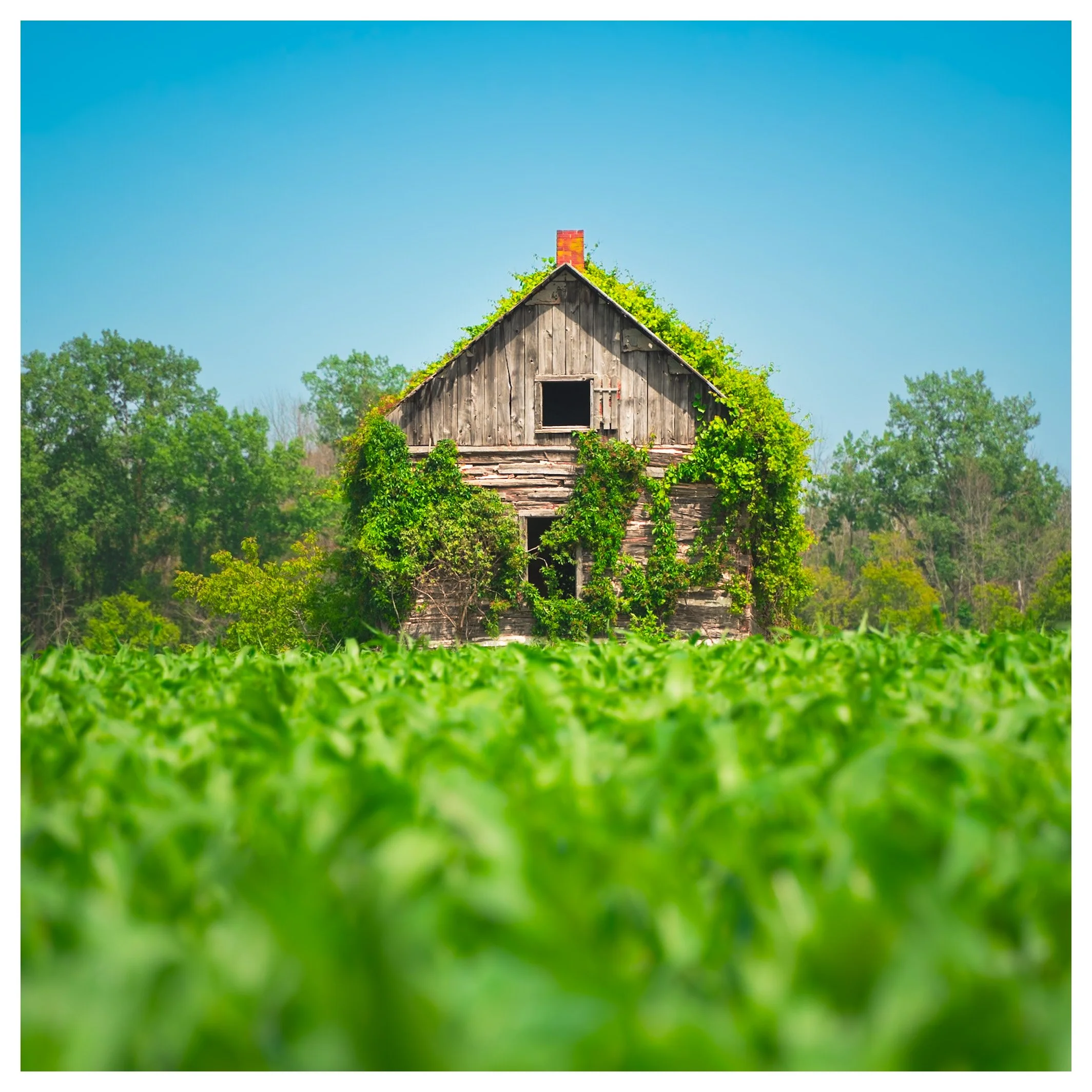 An old wooden barn covered with green ivy, surrounded by trees and grass, under a clear blue sky.