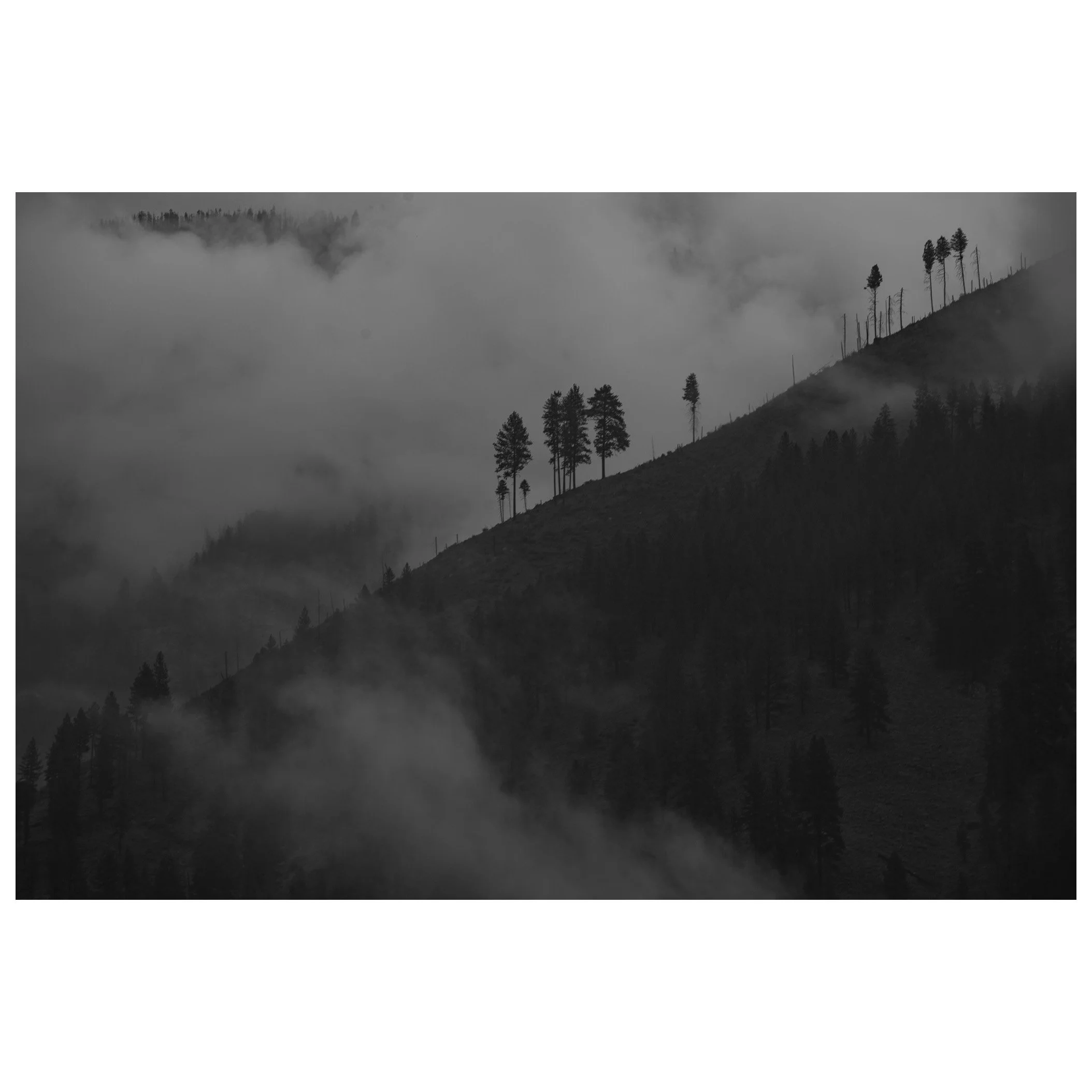 Black and white photograph of a foggy mountain landscape with scattered trees along a slope.