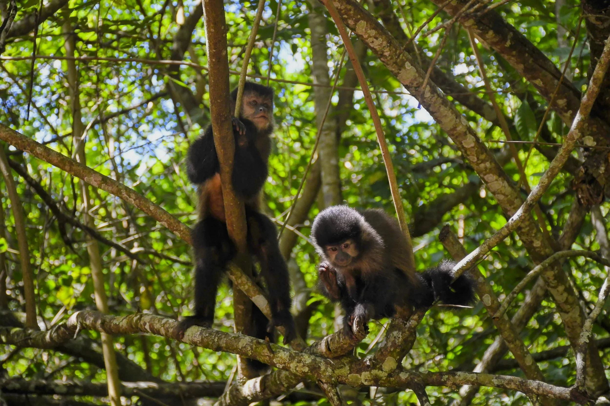 Two small monkeys, likely capuchins, sitting on tree branches surrounded by green leaves in a forest.