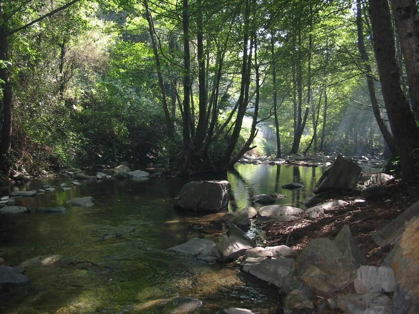 La Tordera entre árboles y piedras en el macizo del Montseny