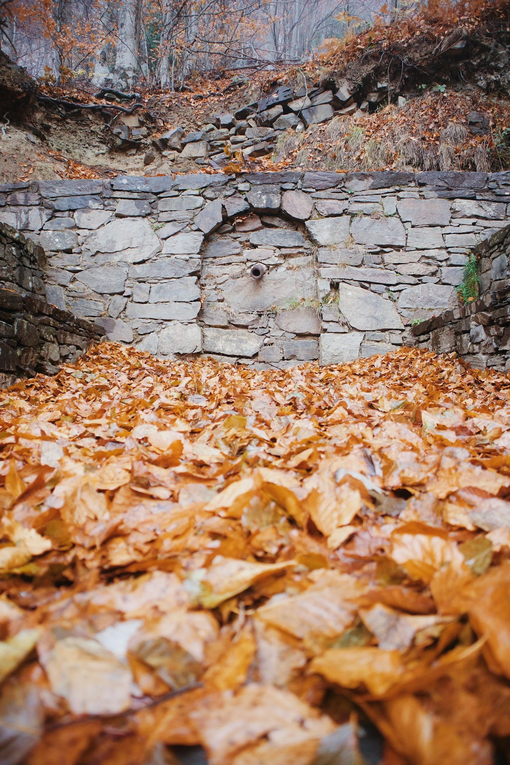 Arroyo entre rocas y hojas de otoño en un bosque