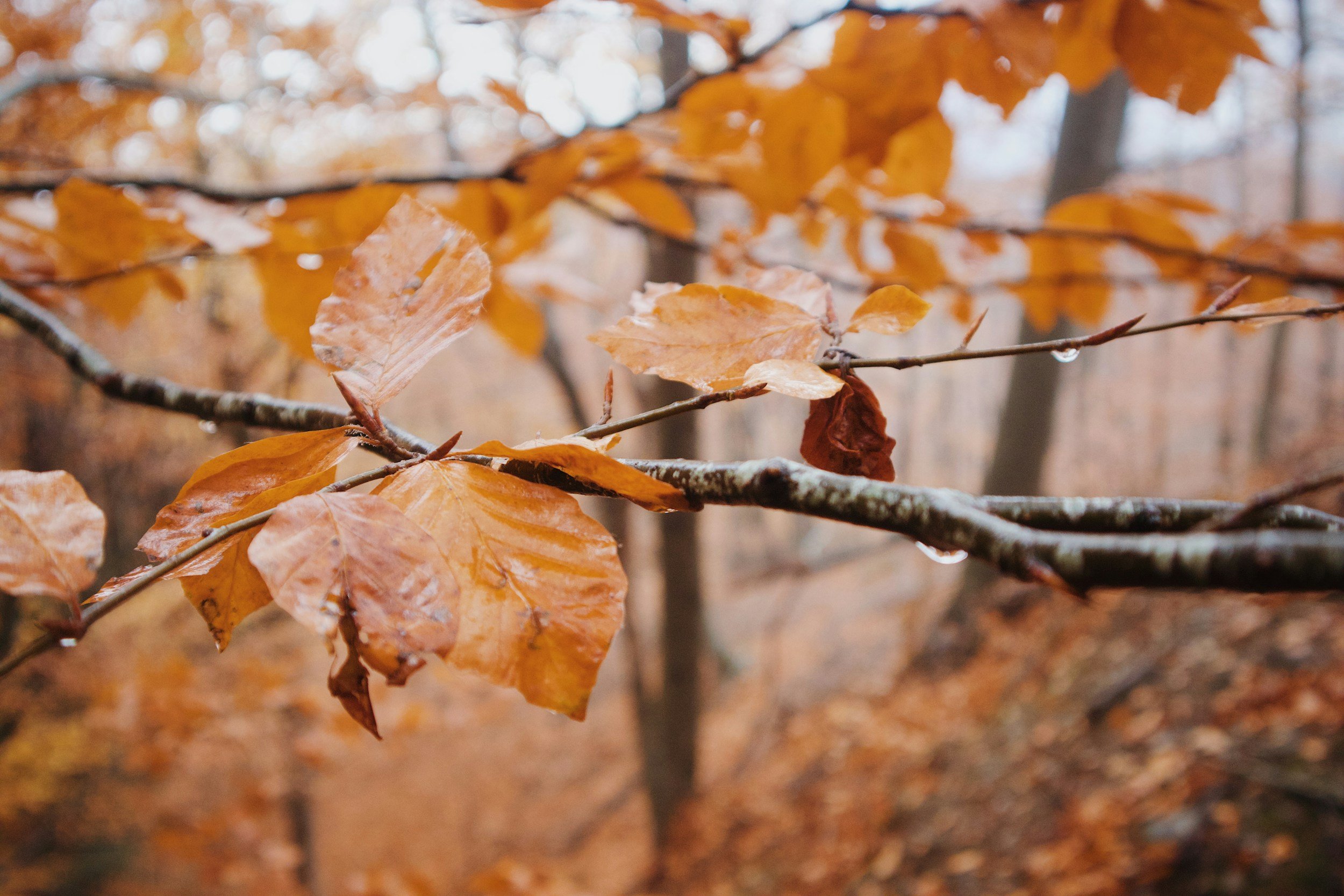 Montseny en otoño: bosques, setas y planes para compartir