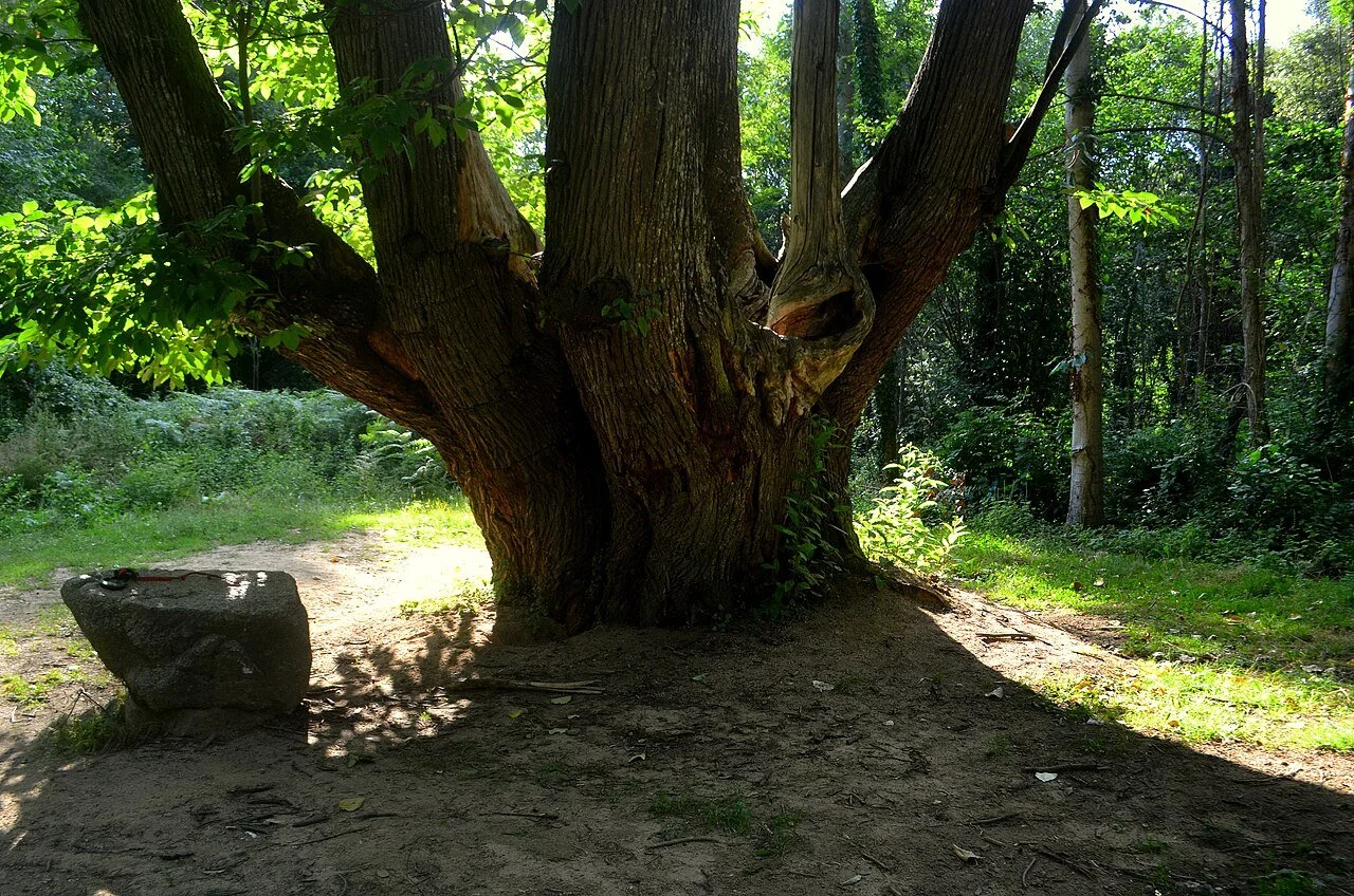 Castaños y castañas en el Montseny: una escapada de otoño por Viladrau