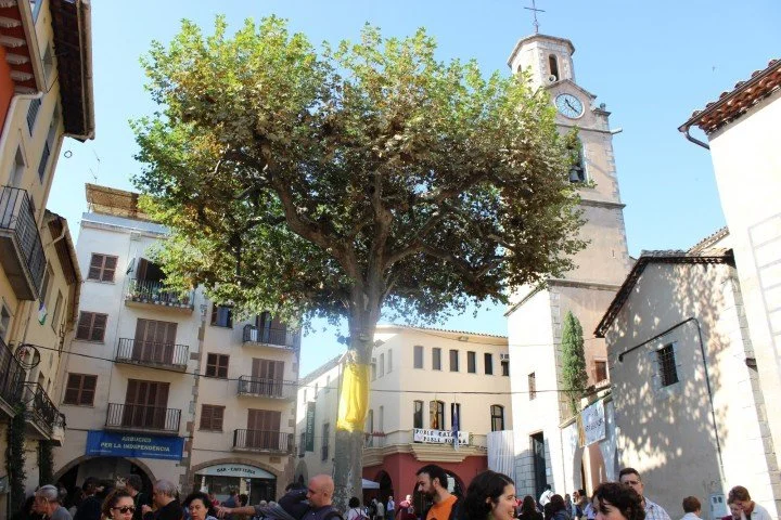 El Arbre de la Llibertat en la Plaça de la Vila de Arbúcies
