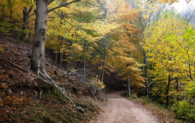 Castaños y castañas en el Montseny: una escapada de otoño por Viladrau