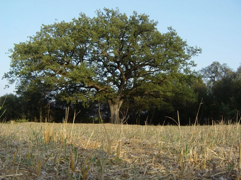 El Roure Gros junto a los campos de la Plana de Vilamajor